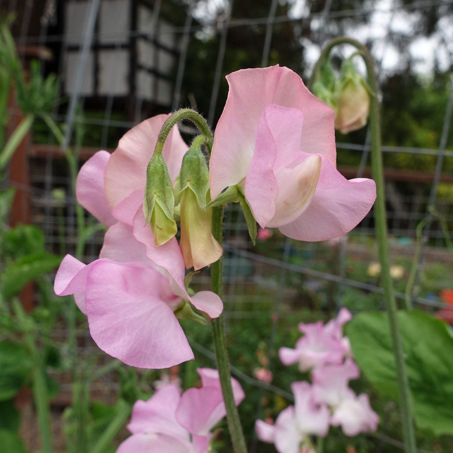 sweet pea flower seed pods Sweet Pea Solstice Soft Pink Seeds