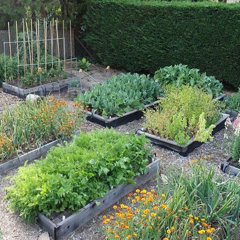 Growing a beautiful vegetable garden consultation