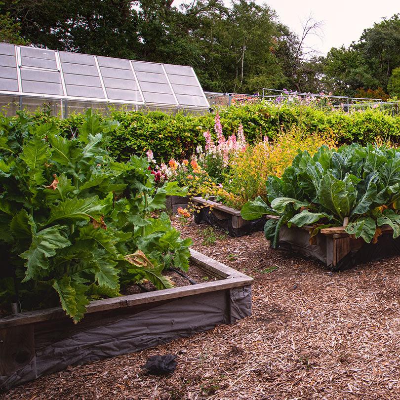 Growing a beautiful vegetable garden consultation