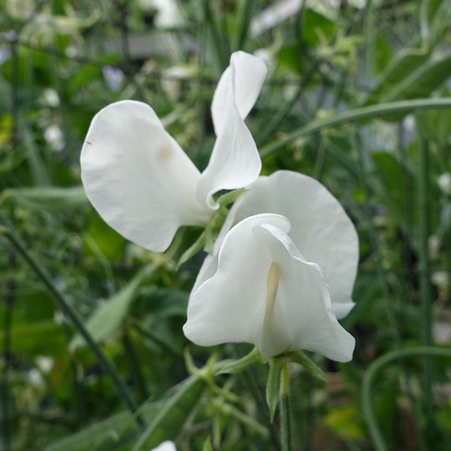 White Ensign Sweet Pea in Bloom
