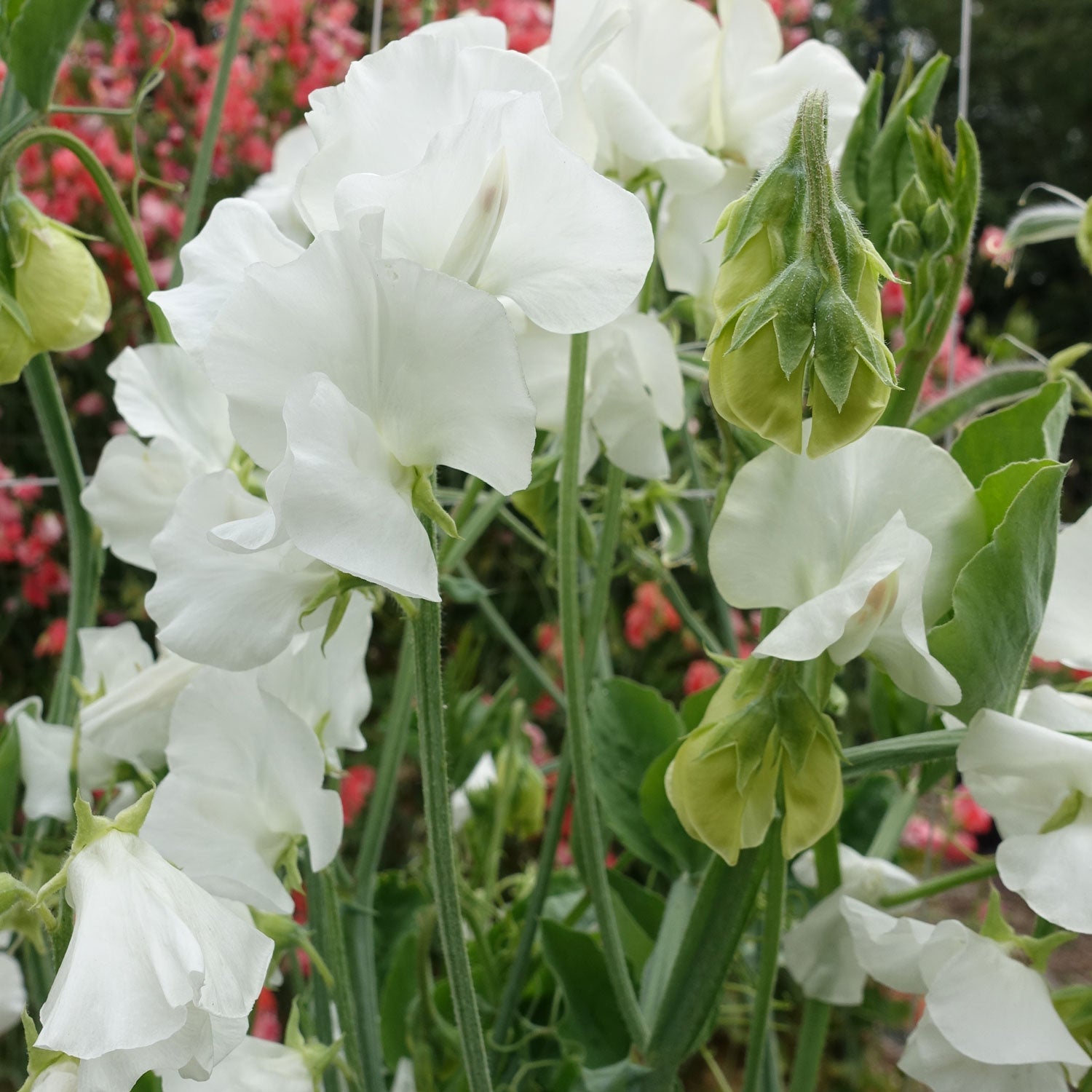 White Supreme Sweet Pea Flowers in Full Bloom
