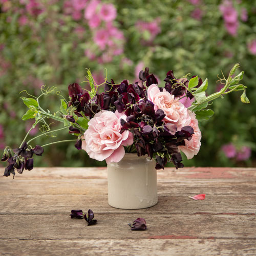 Almost Black Sweet Pea with Pink Roses