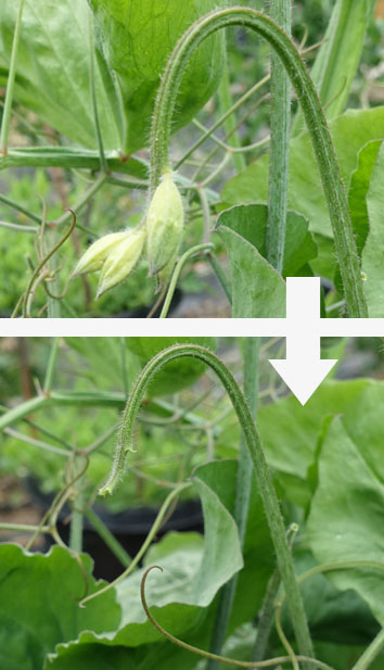 Sweet Pea Bud Drop Before and After
