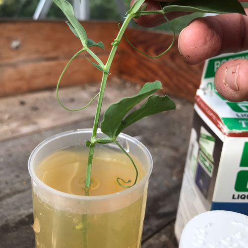 Dip the sweet pea cuttings in the rooting hormone