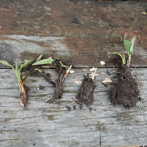 Divide the comfrey root