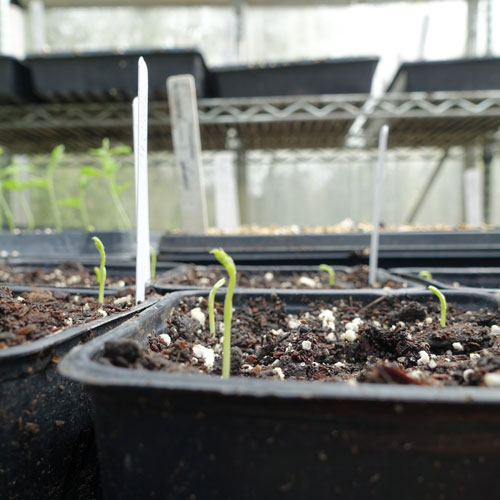 Sweet Pea Grow Along: Week 2