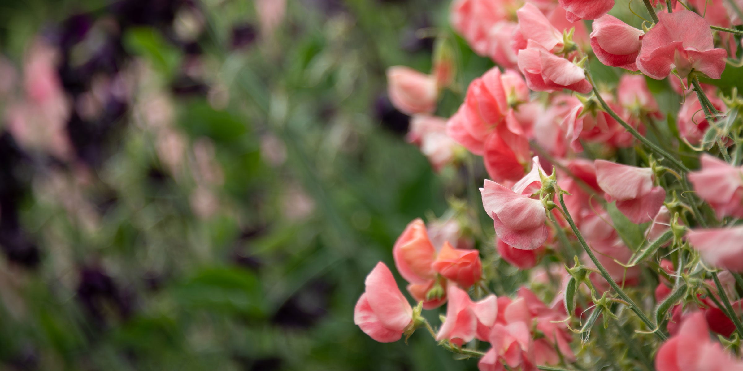 5 Simple Steps for Sweet Pea Success