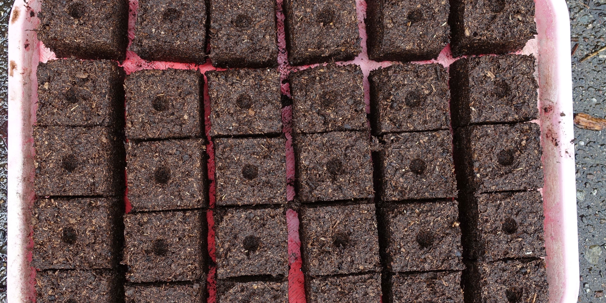 Starting Sweet Pea Seeds in Soil Blocks