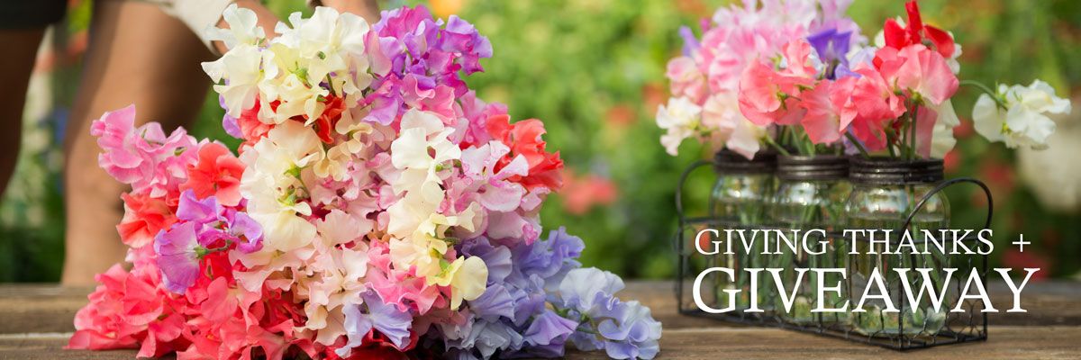 Sweet Pea Seed Giveaway