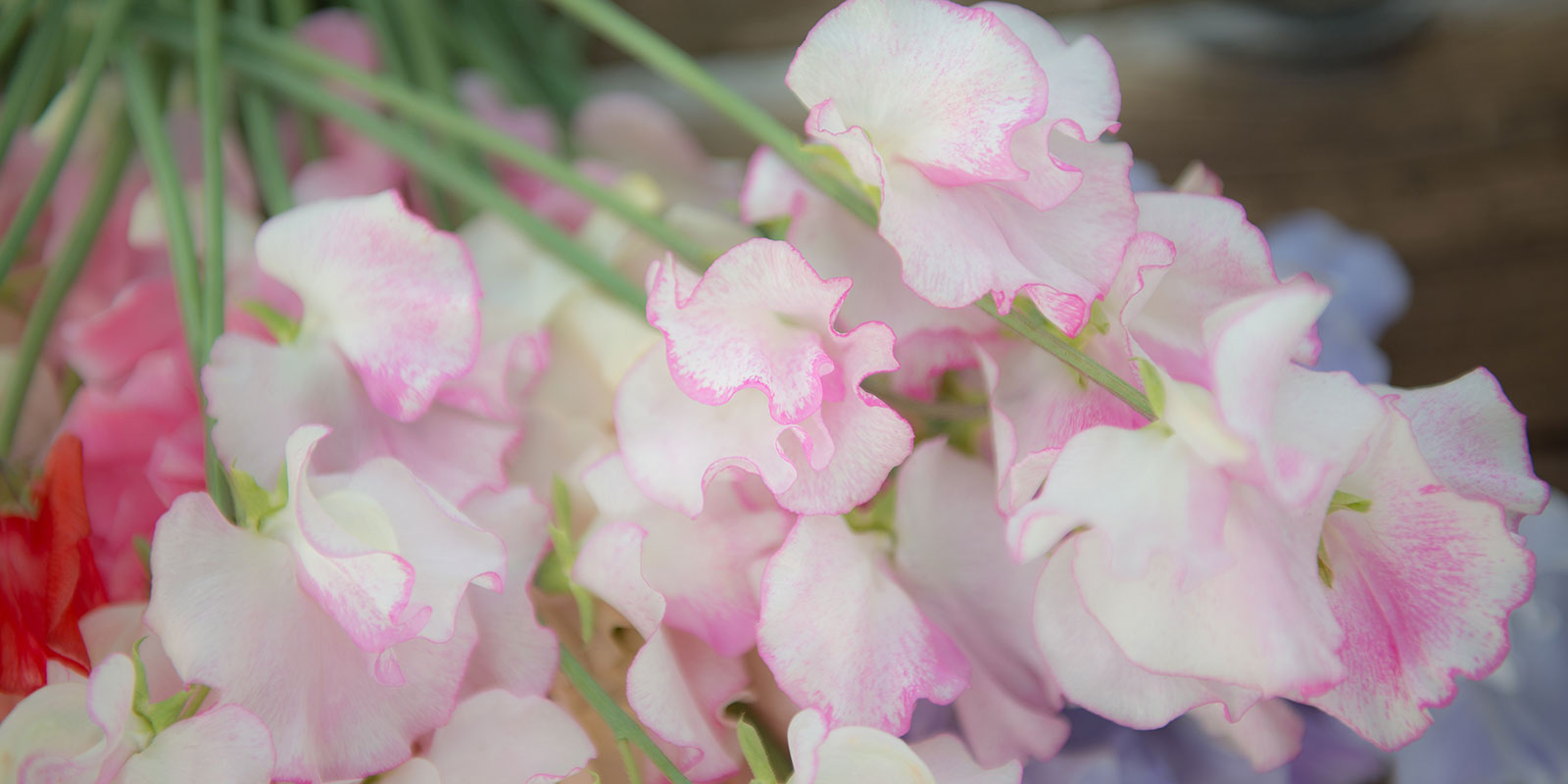 Picotee Sweet Pea Petal Pattern Close Up