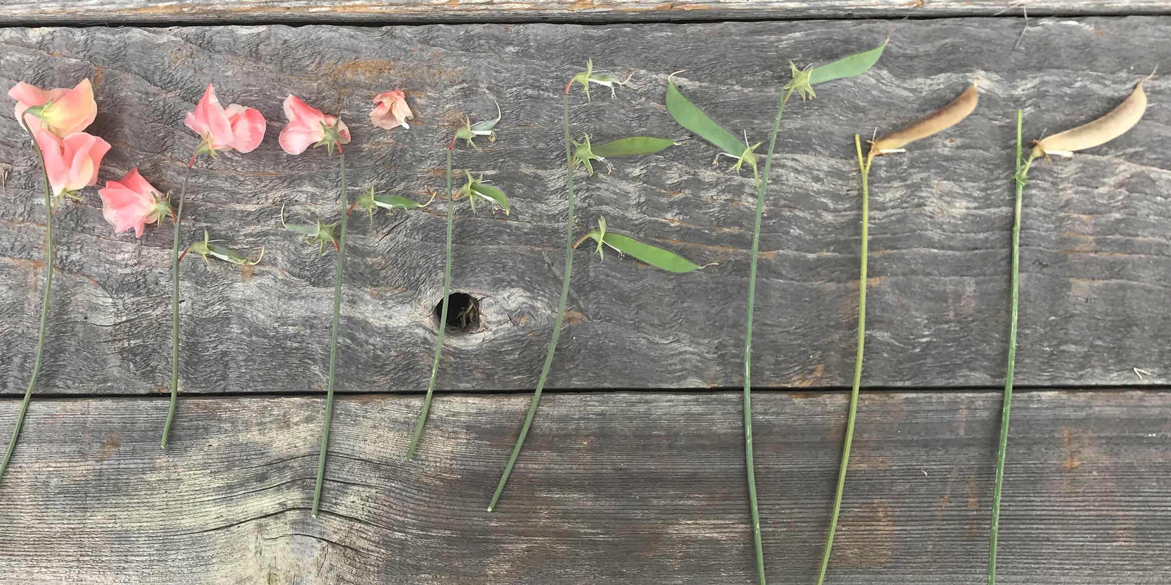 How to Preserve Sweet Pea Seeds: A Comprehensive Guide