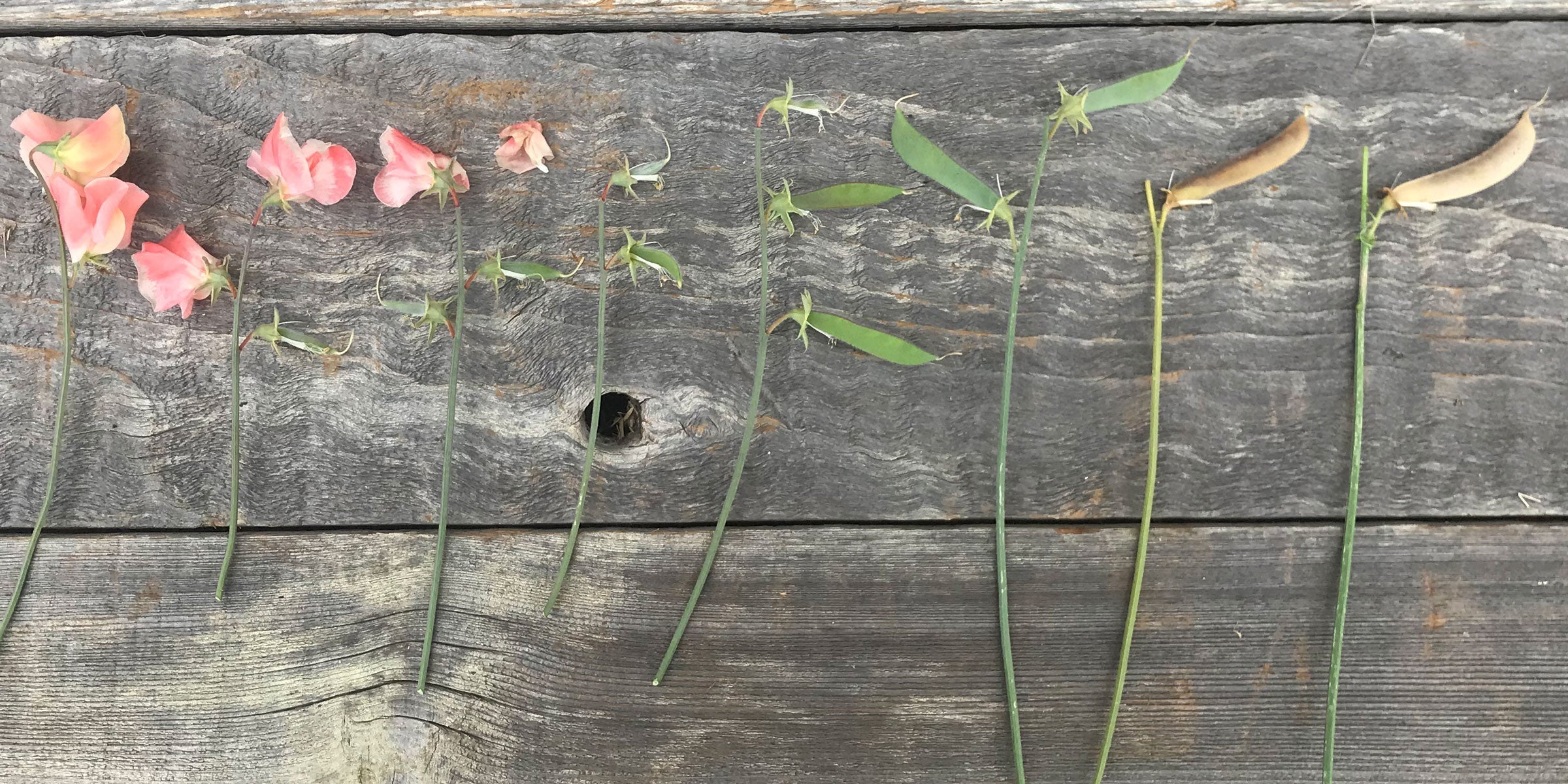 Sweet pea lifecycle: flower, spent bloom, green pod, dry pod, and saved seeds