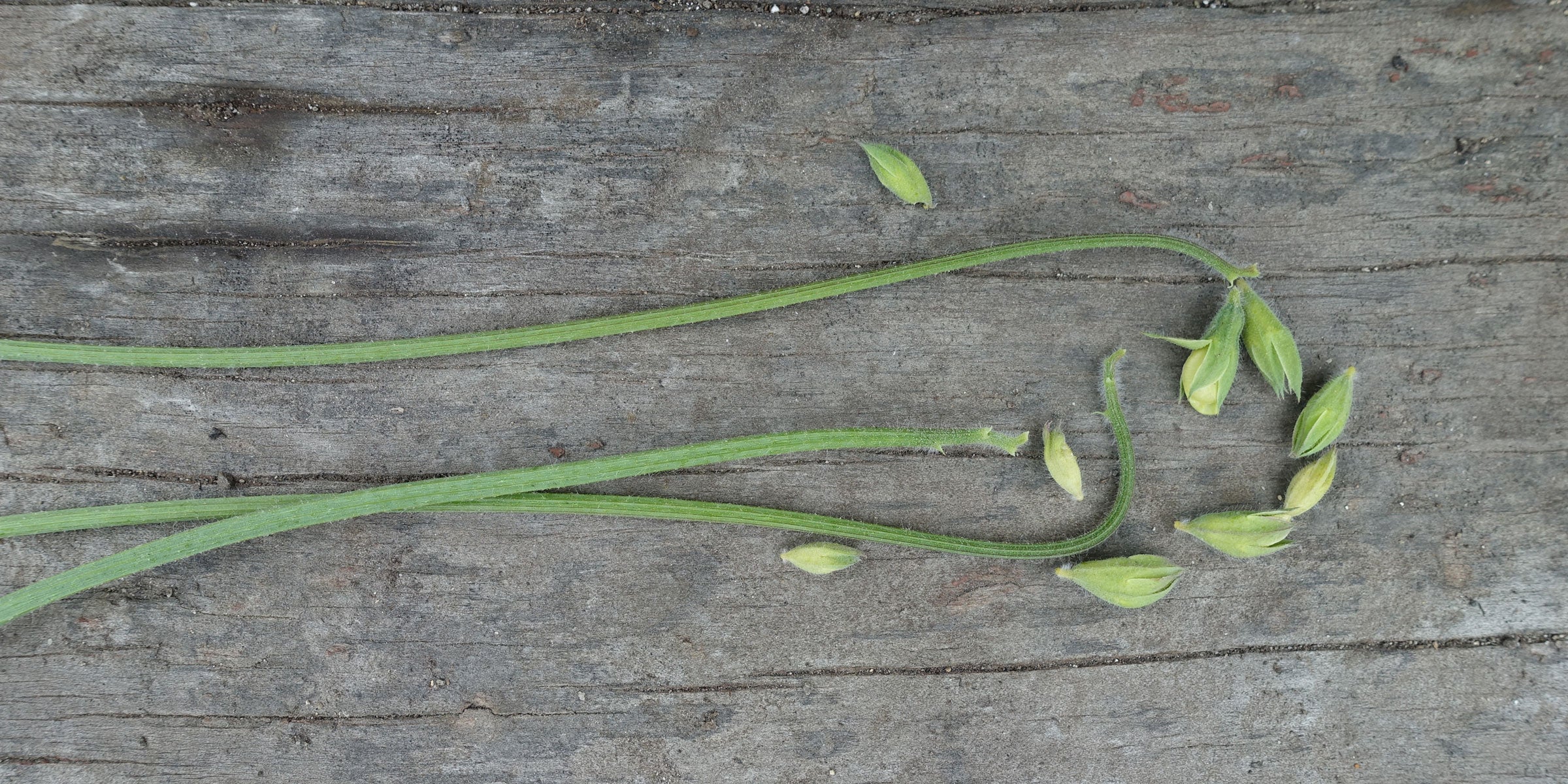 Sweet Pea Bud Drop