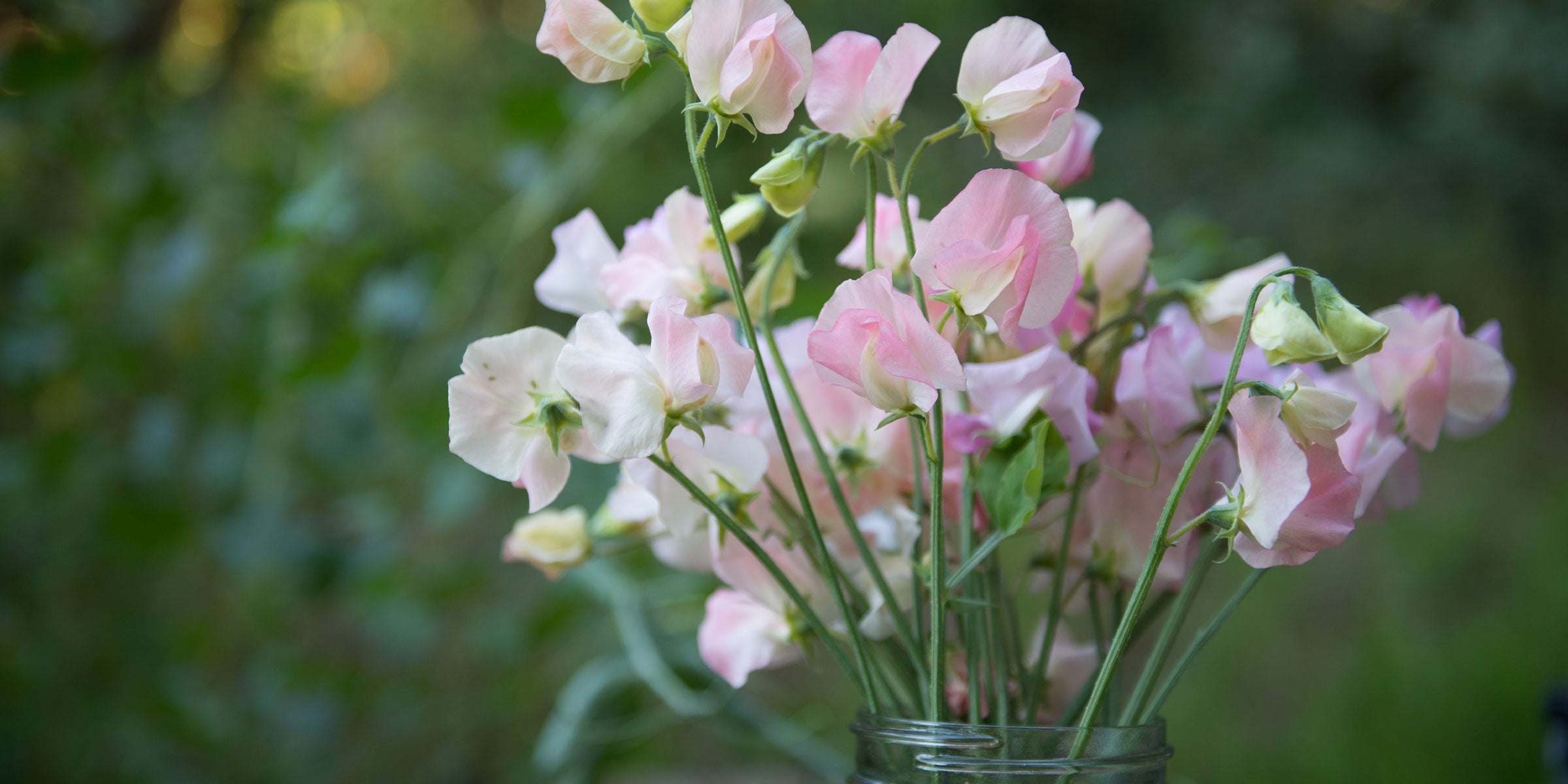 Sweet Pea Flower FAQ