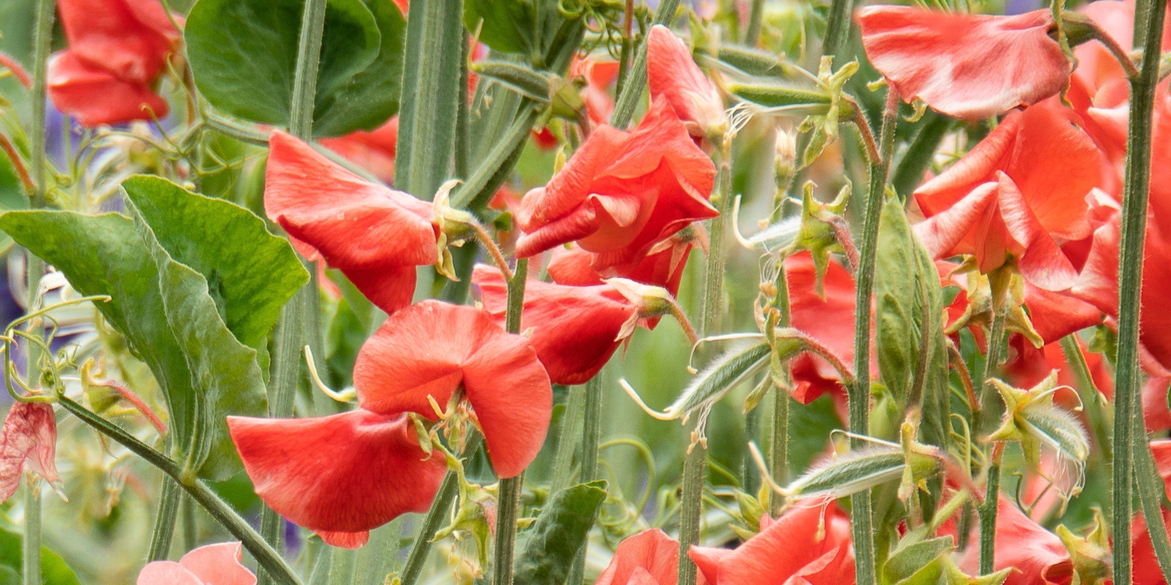 Sweet pea blooms past their prime and ready for dead-heading