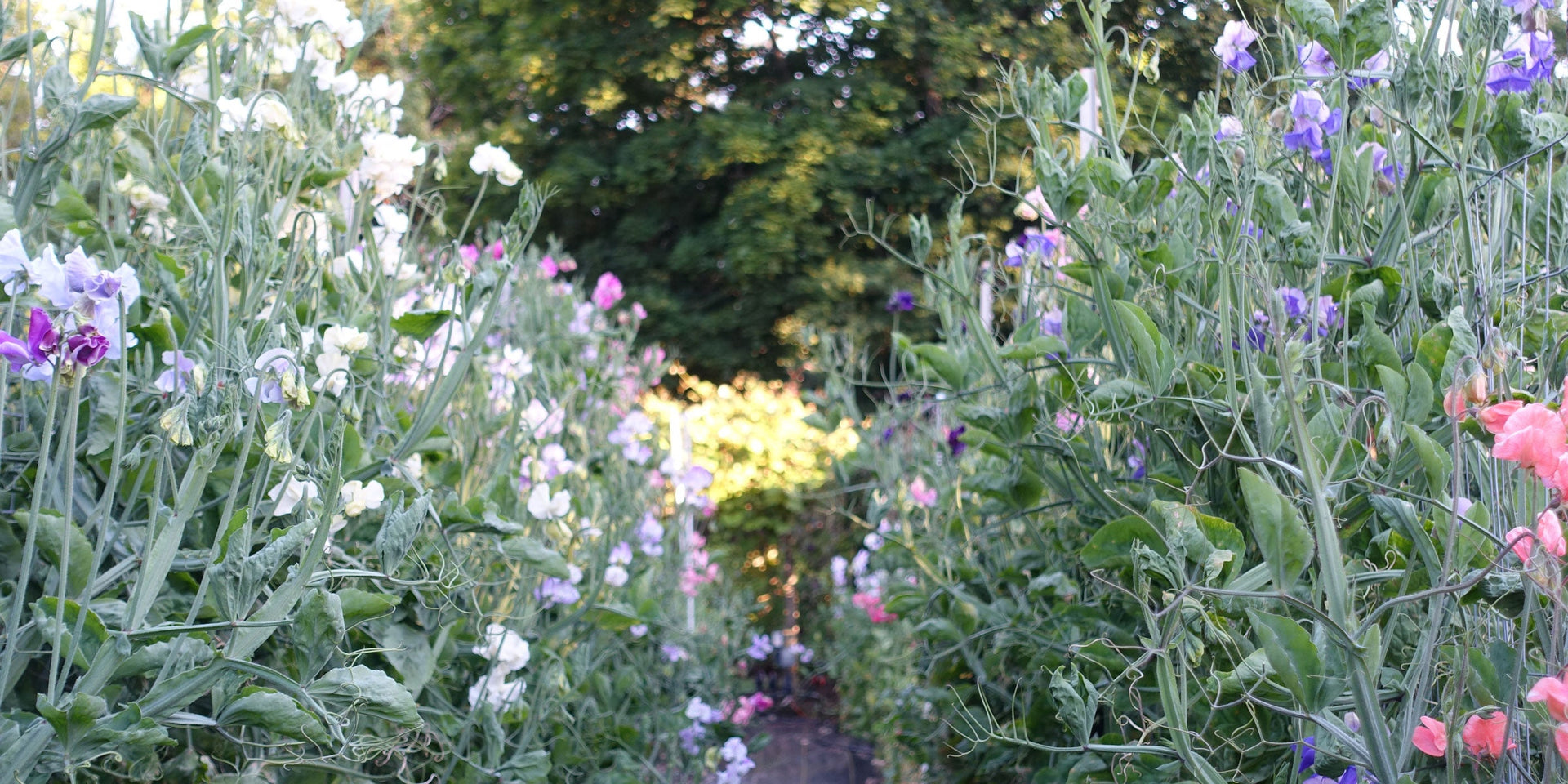 Sweet Pea Growth Stages: A Week-by-Week Grow Along from Germination to  Planting Out