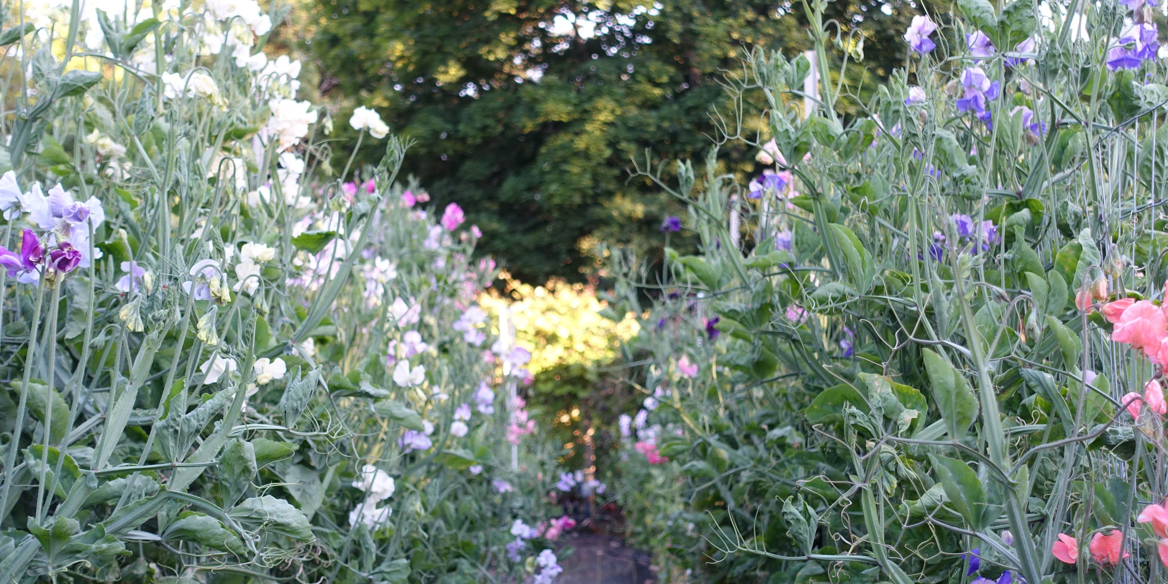 Join Our Sweet Pea Grow-Along: A Step-by-Step Guide to Starting and Growing Your Sweet Peas