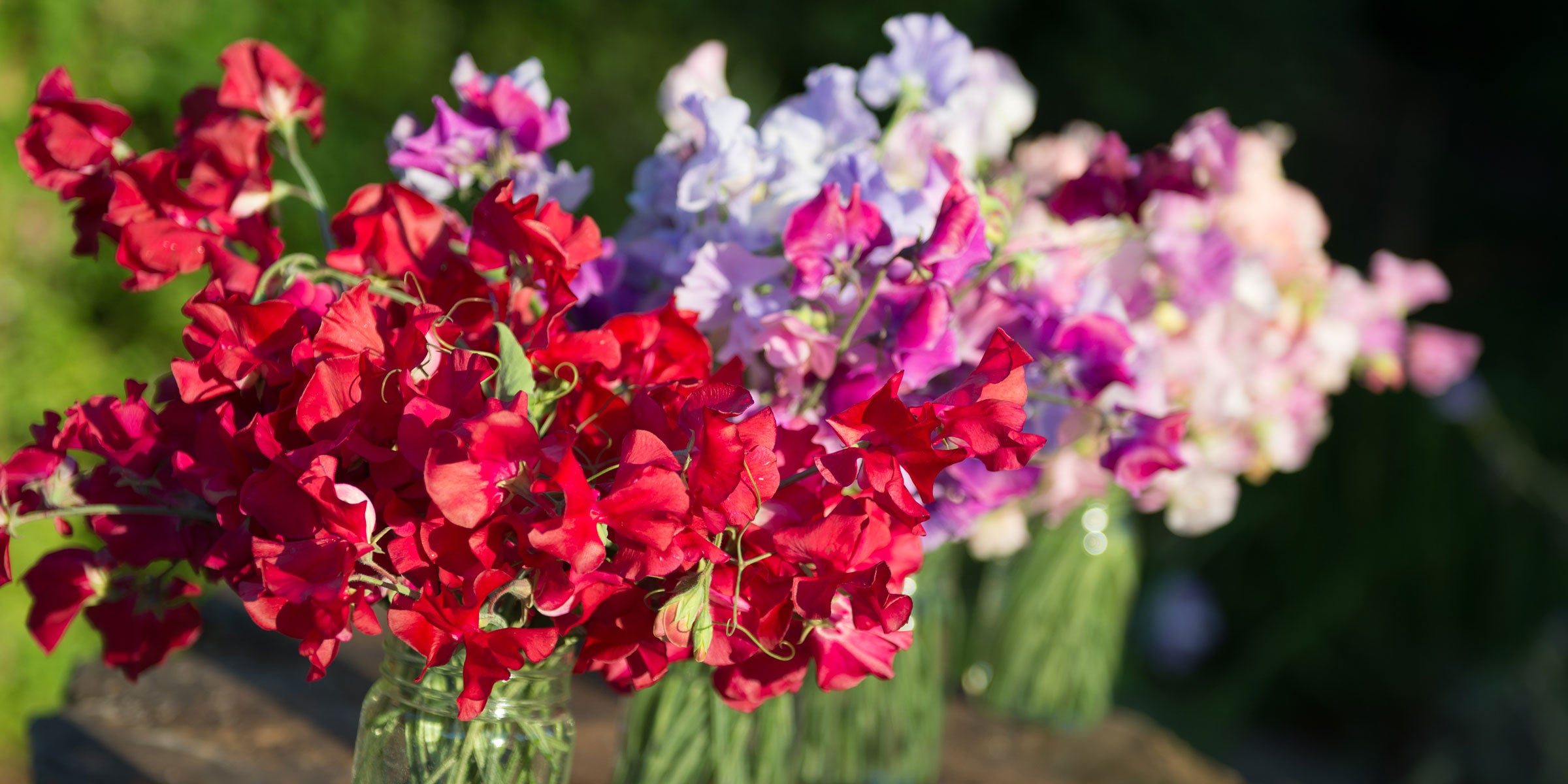 Sweet Peas and Fragrance