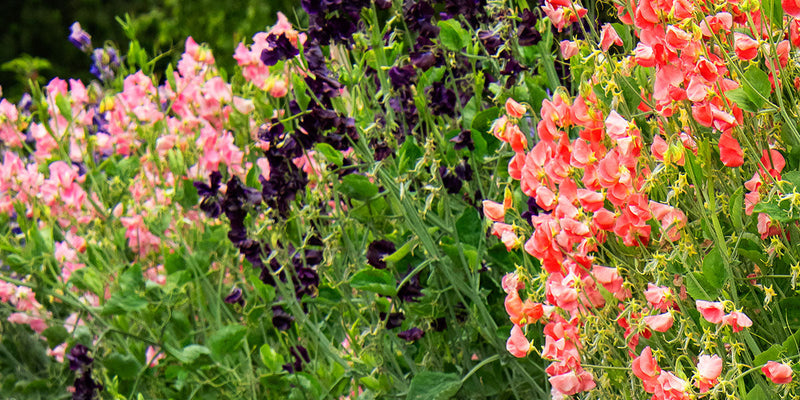 Why Aren't My Sweet Peas Flowering? Causes & How to Fix It