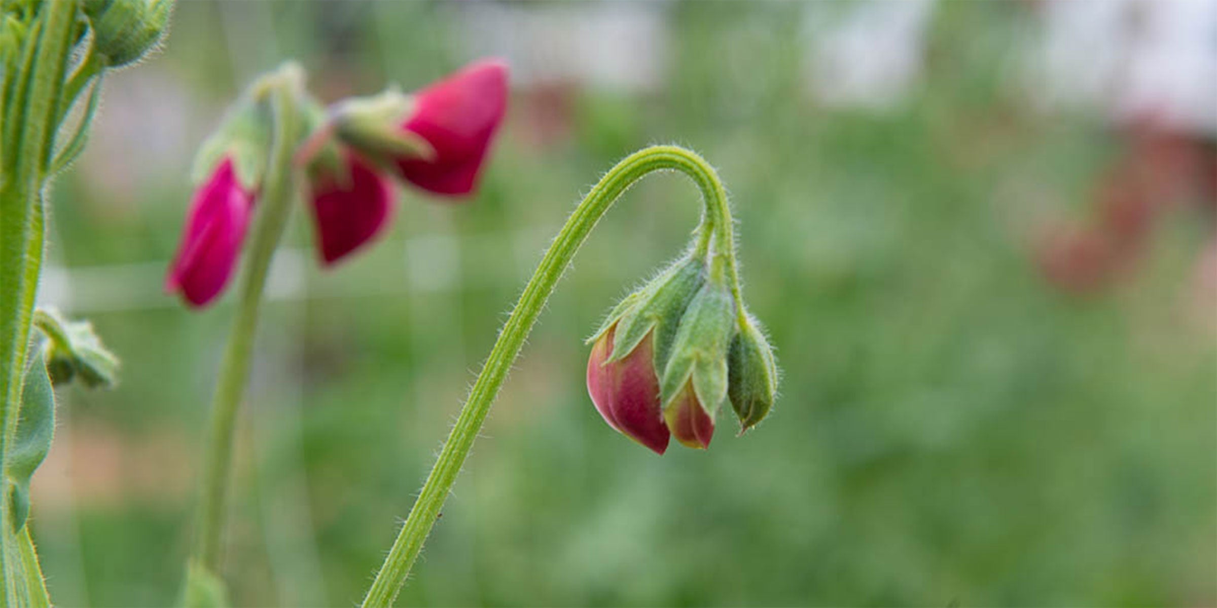 Sweet pea buds showing the stage just before flowering