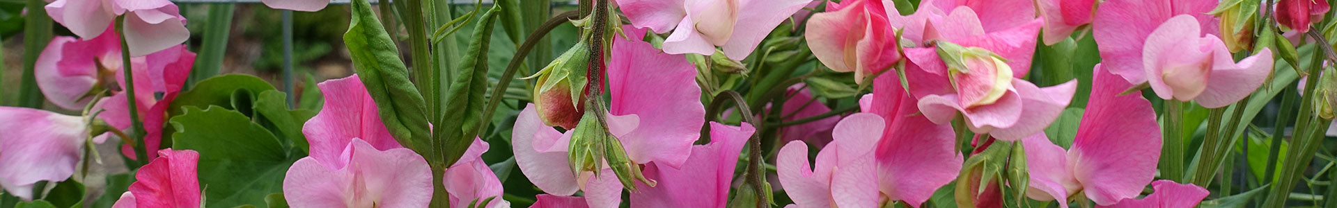 Rooted sweet pea plants for 2026