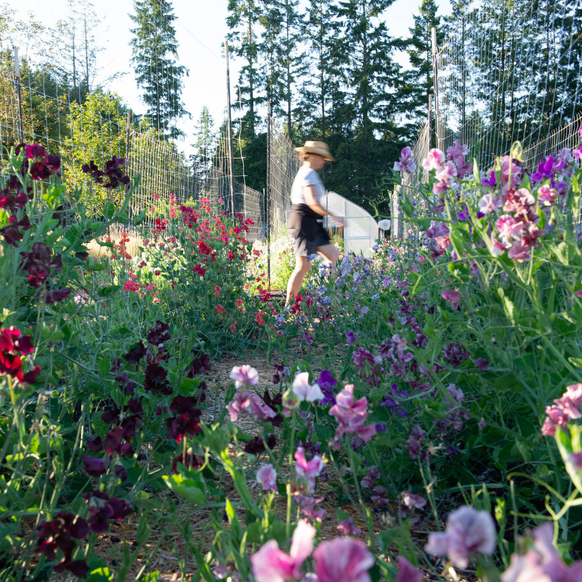 Rows of sweet pea flowers in bloom