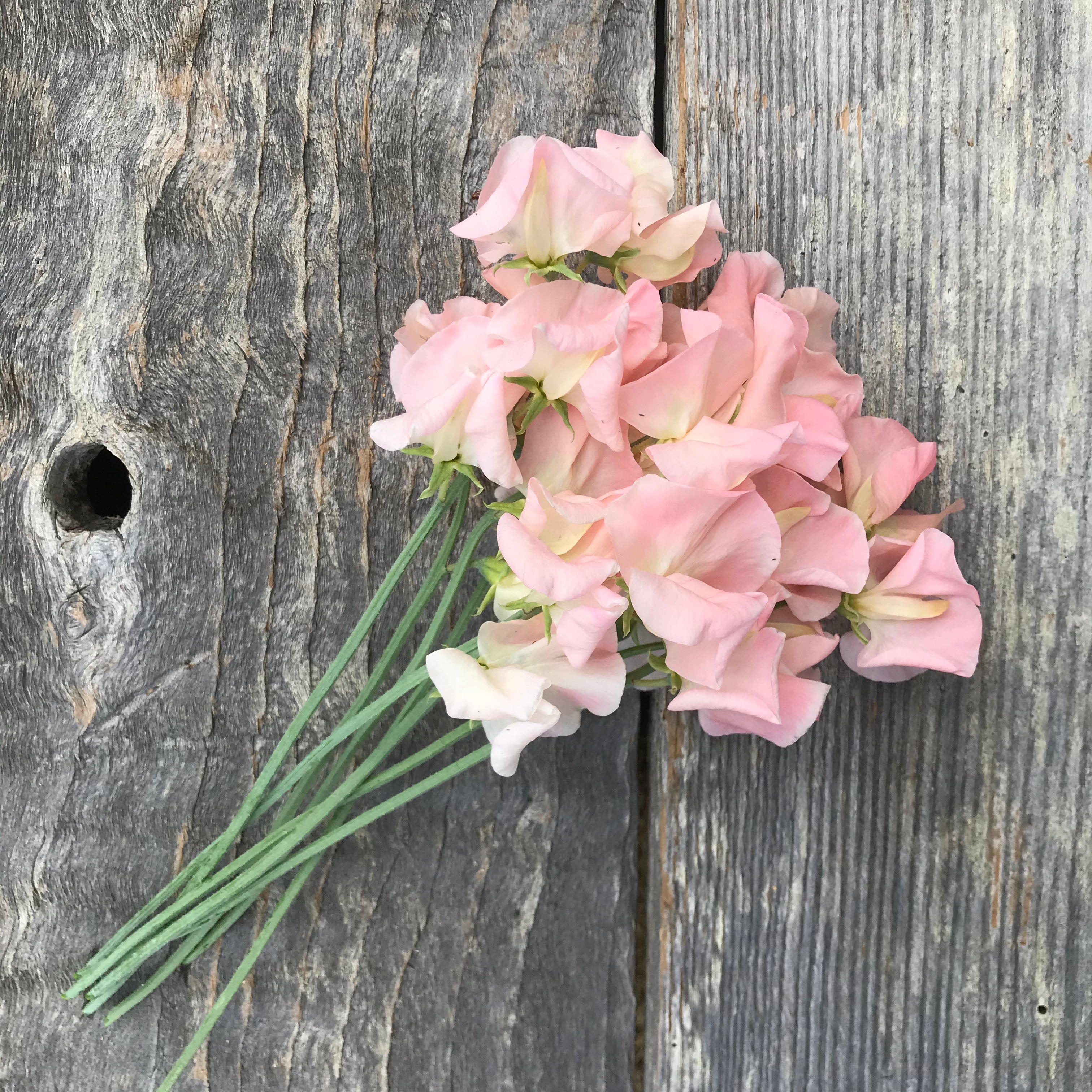 Castlewellan Sweet Pea Flowers