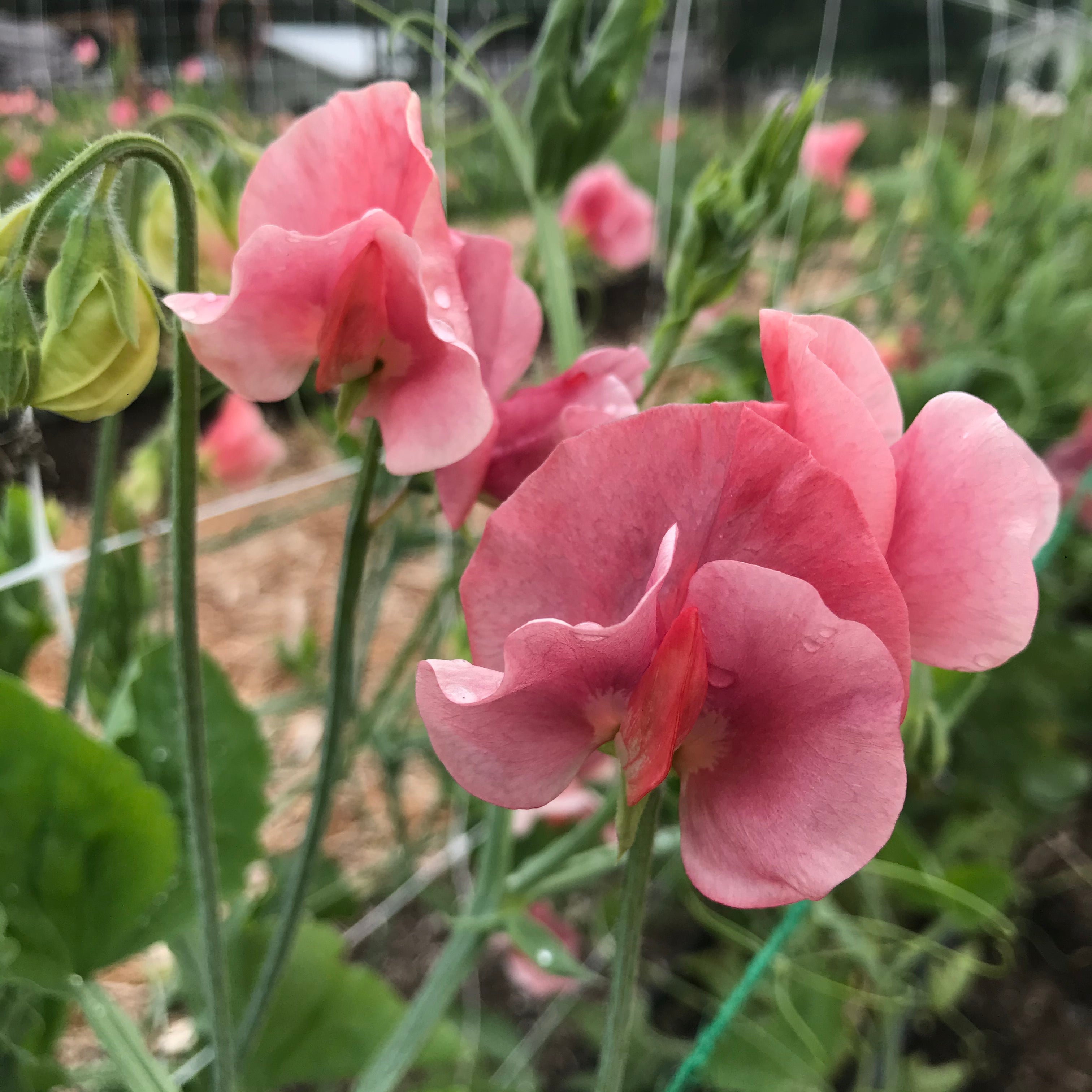 Kings Ransom Sweet Pea Flowers on the Vine