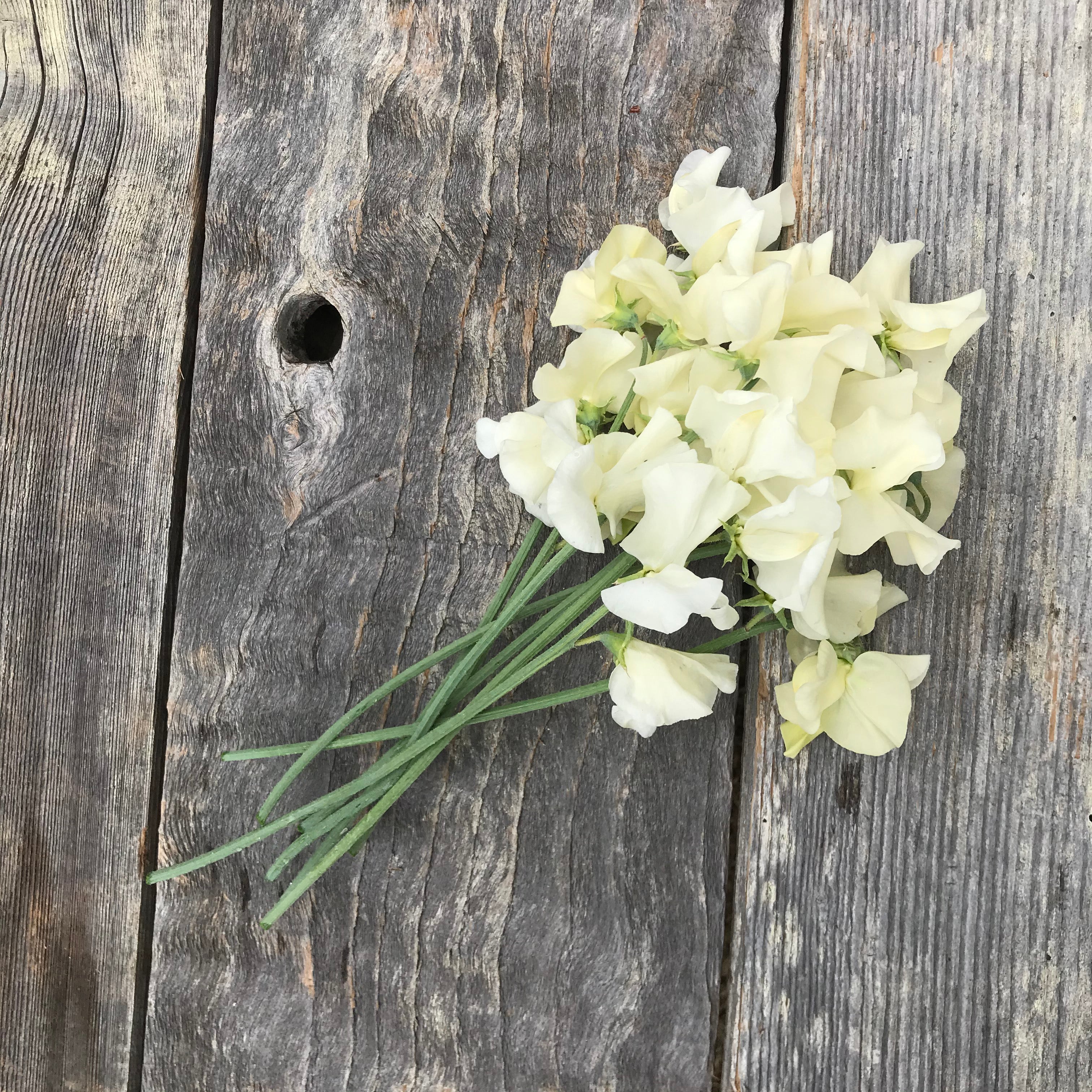 Bouquet of fragrant clotted cream sweet pea flowers