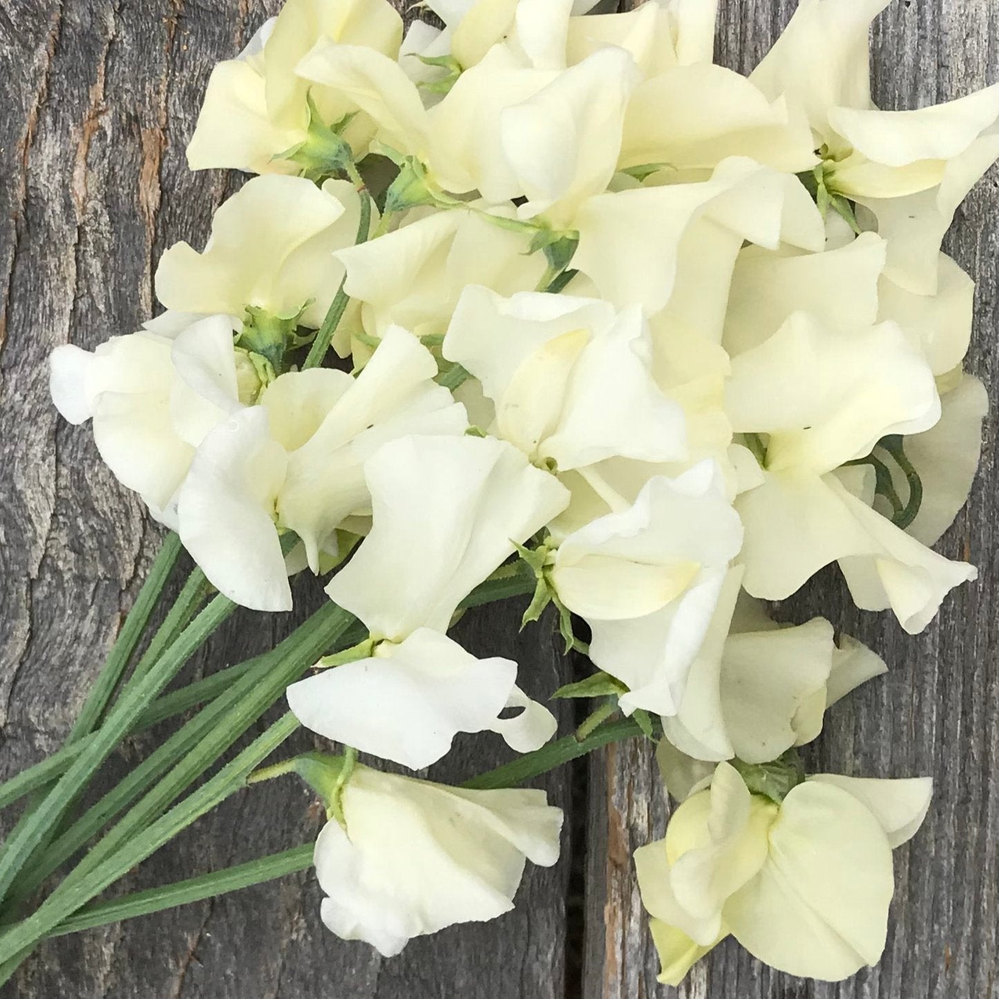 Close up of Clotted Cream sweet pea flowers