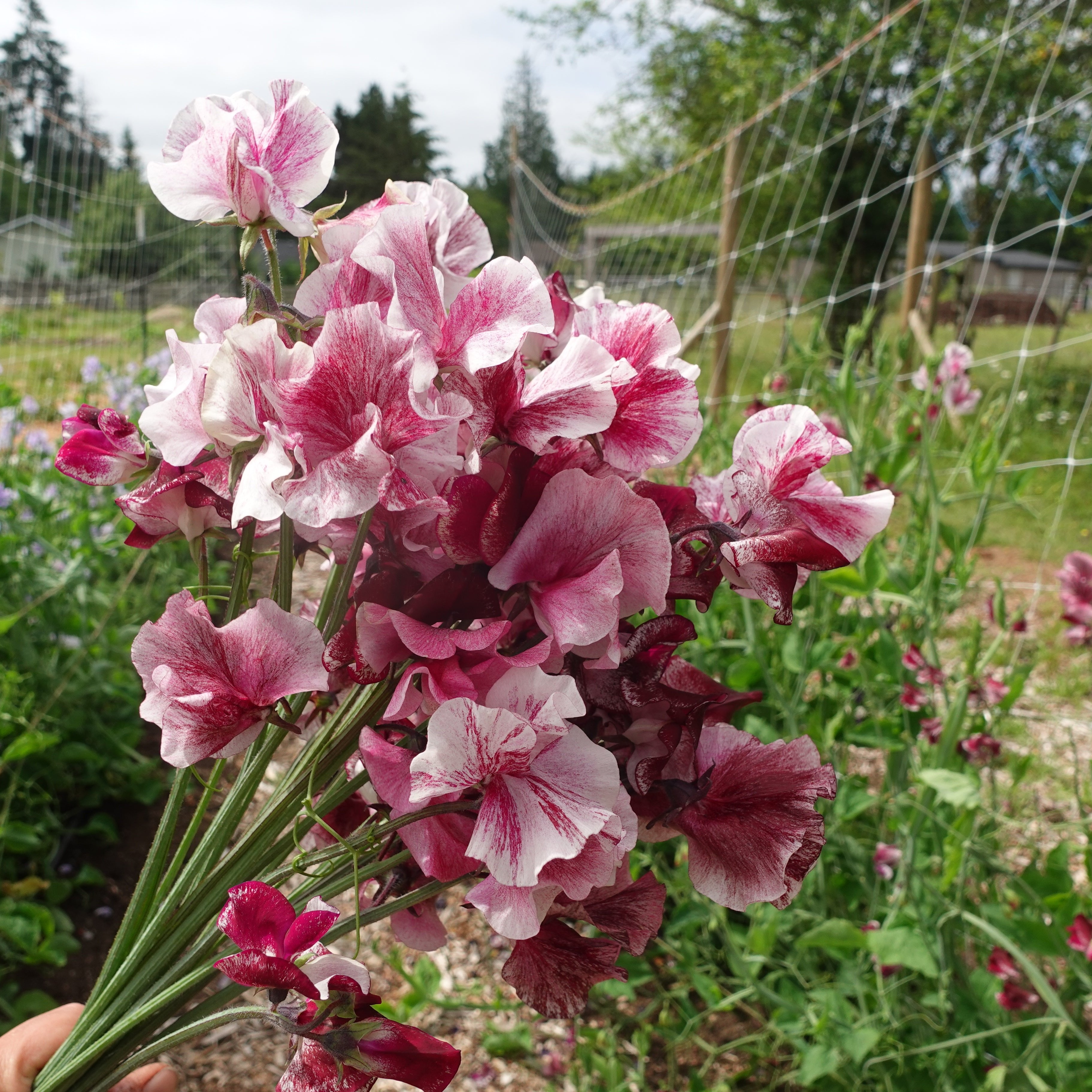 Chocolate Flake Sweet Pea Flowers