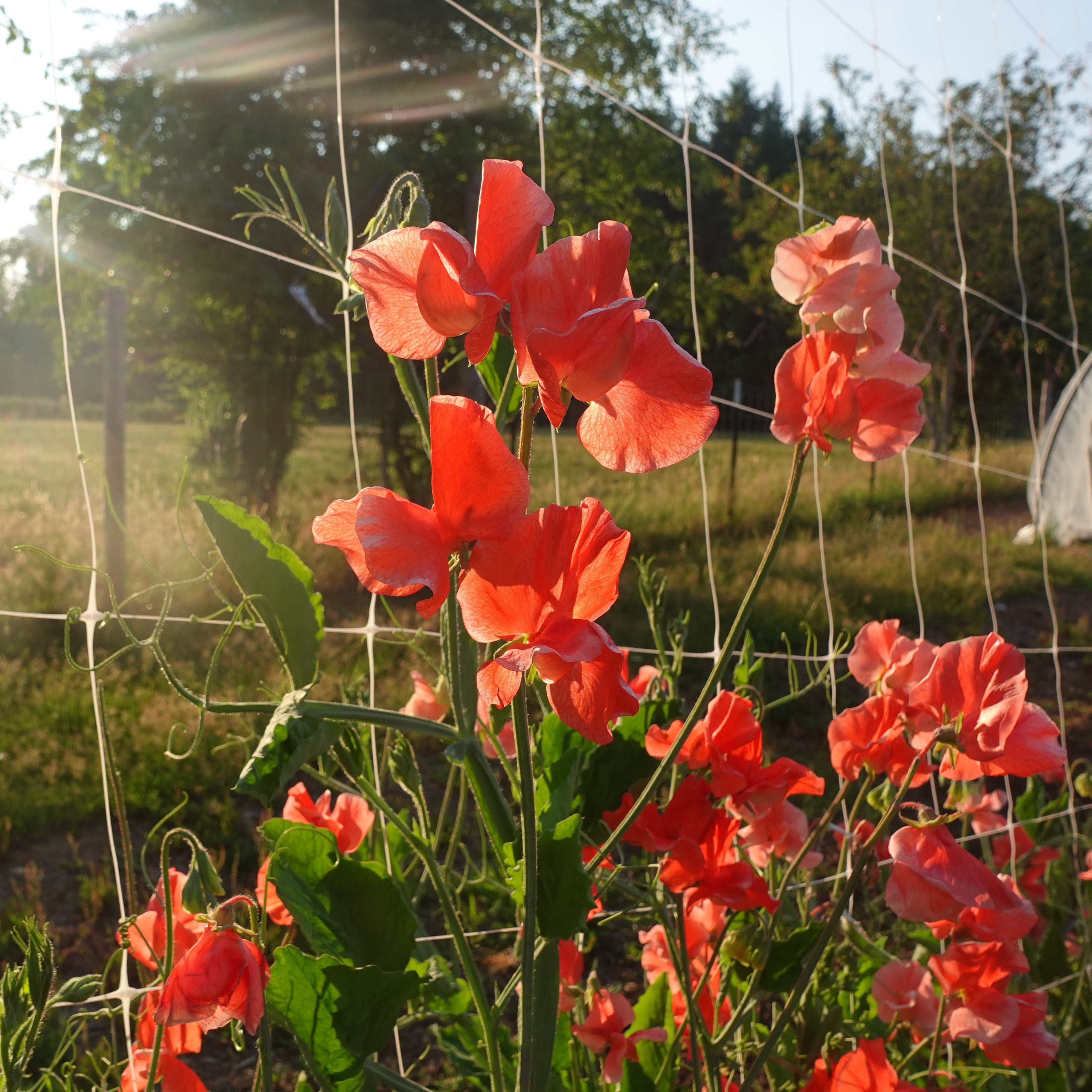 Clementine Kiss Sweet Pea Flowers