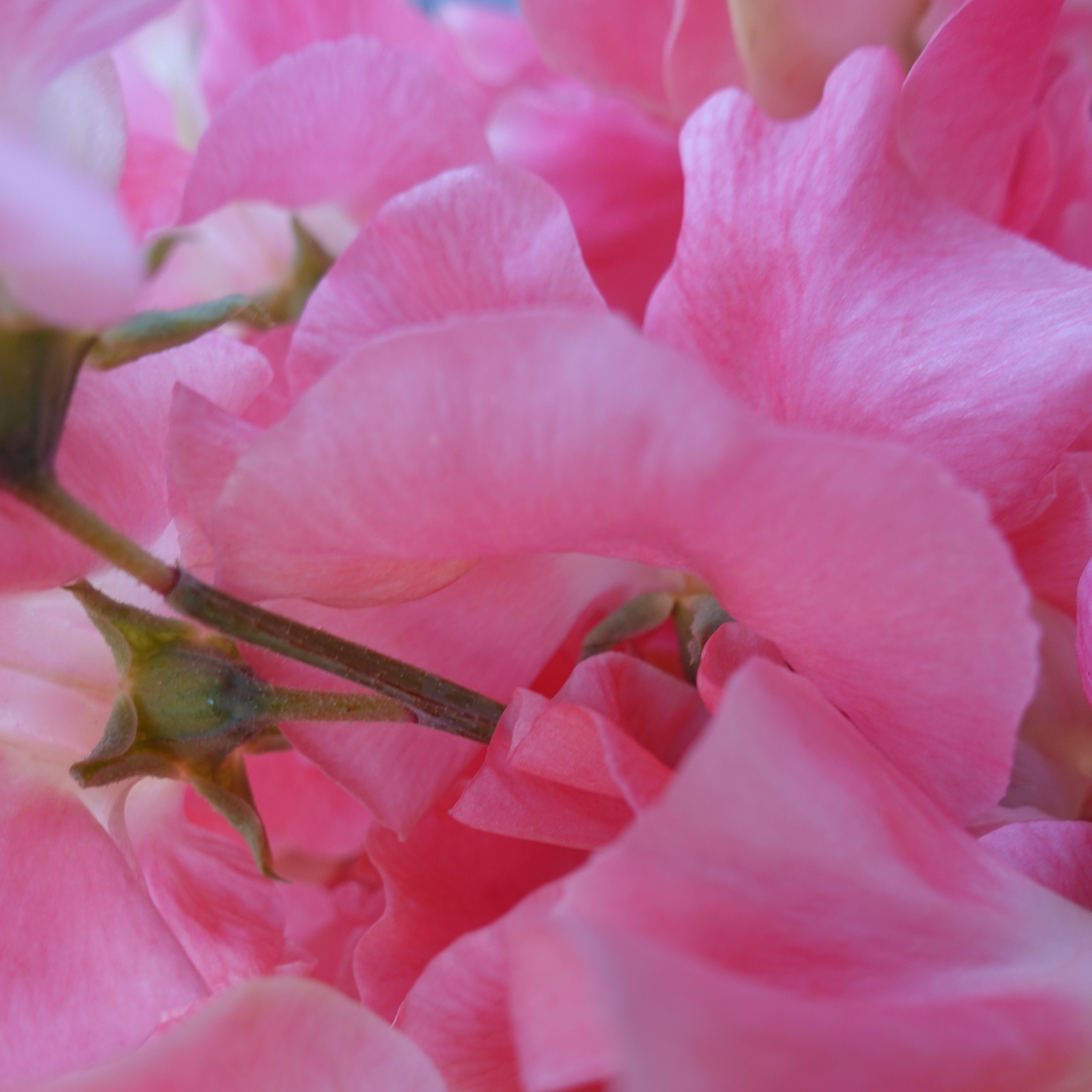 Close Up of William & Catherine Sweet Pea Flowers