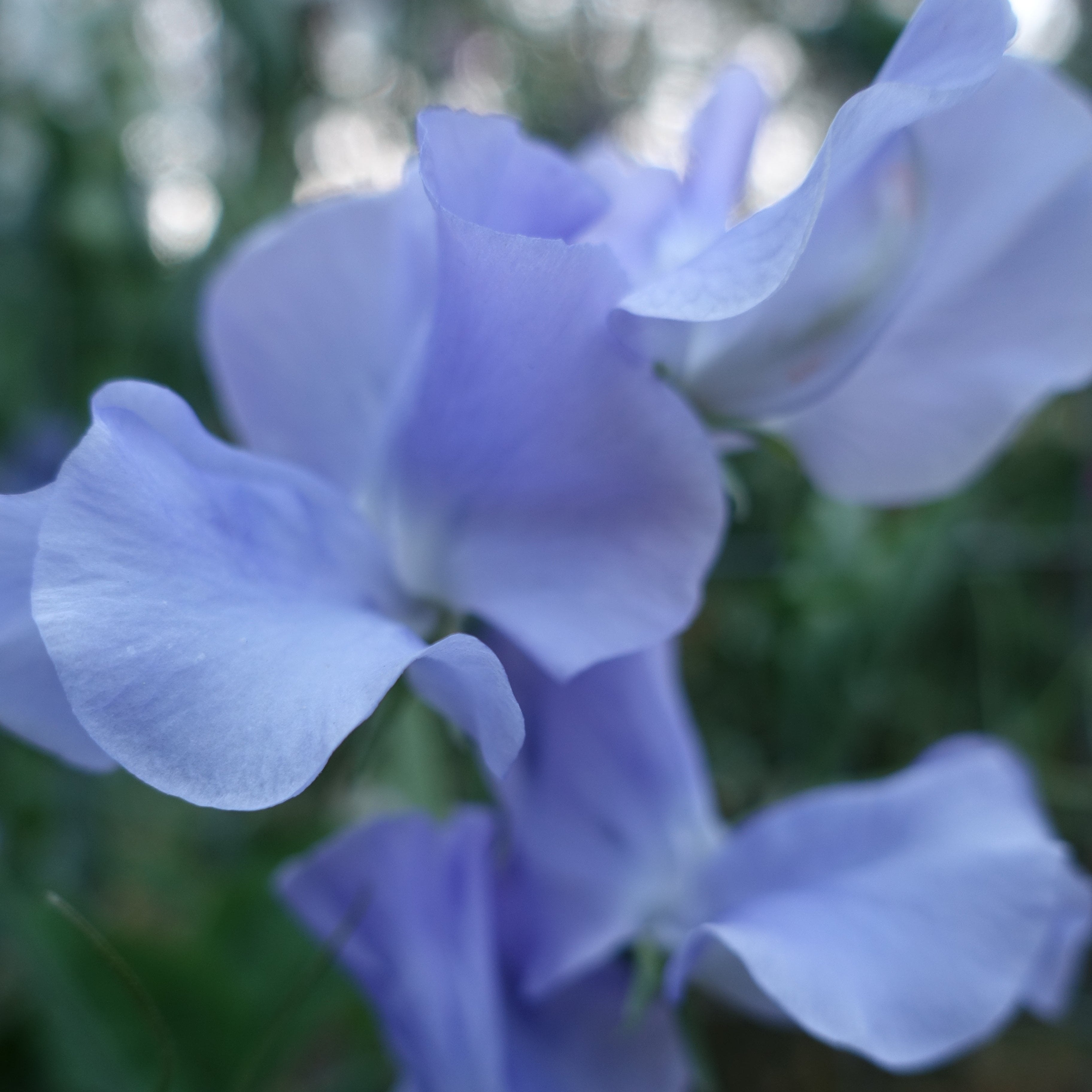 Charlie's Angel Sweet Pea Flower