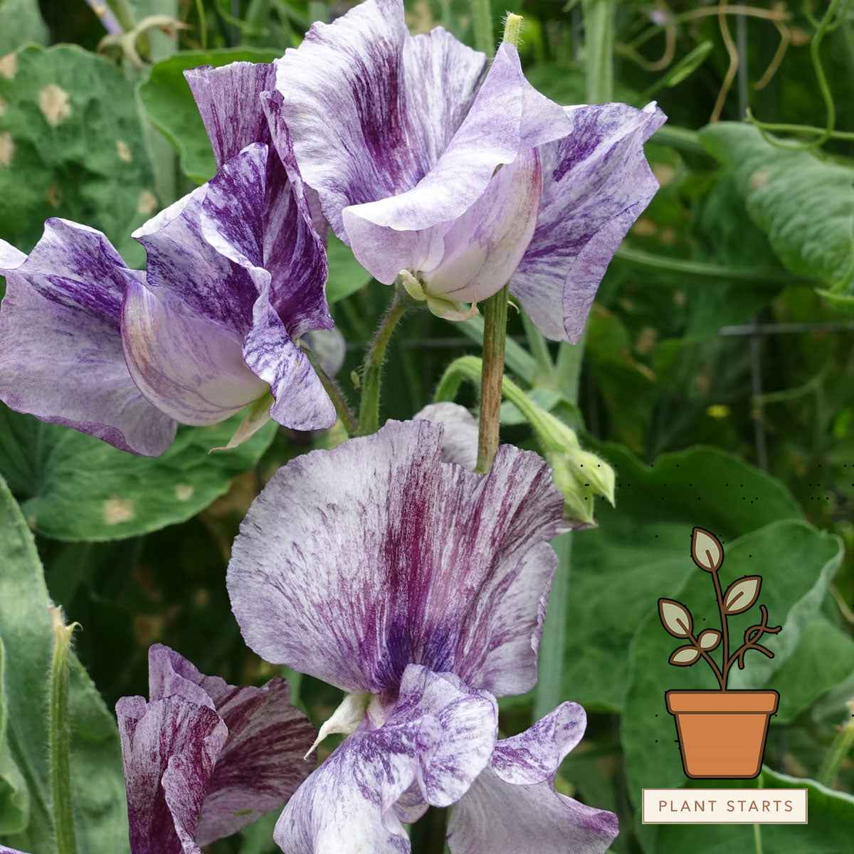 Earl Grey Sweet Pea Plant Starts