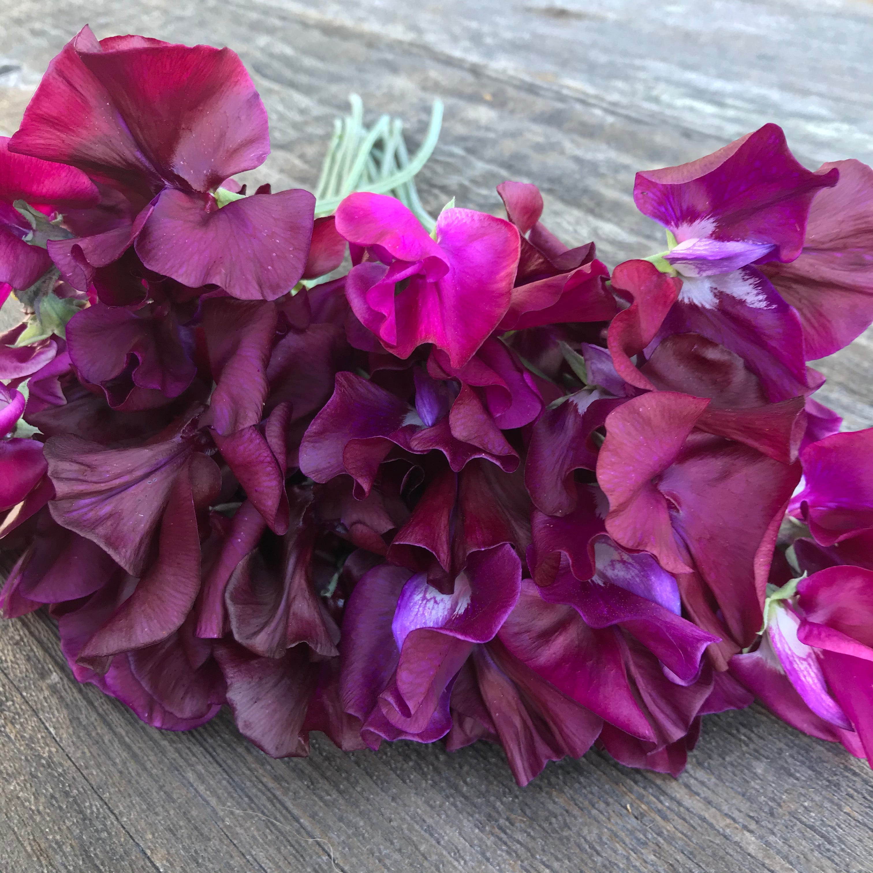 Ed Fincham sweet pea flowers Close Up