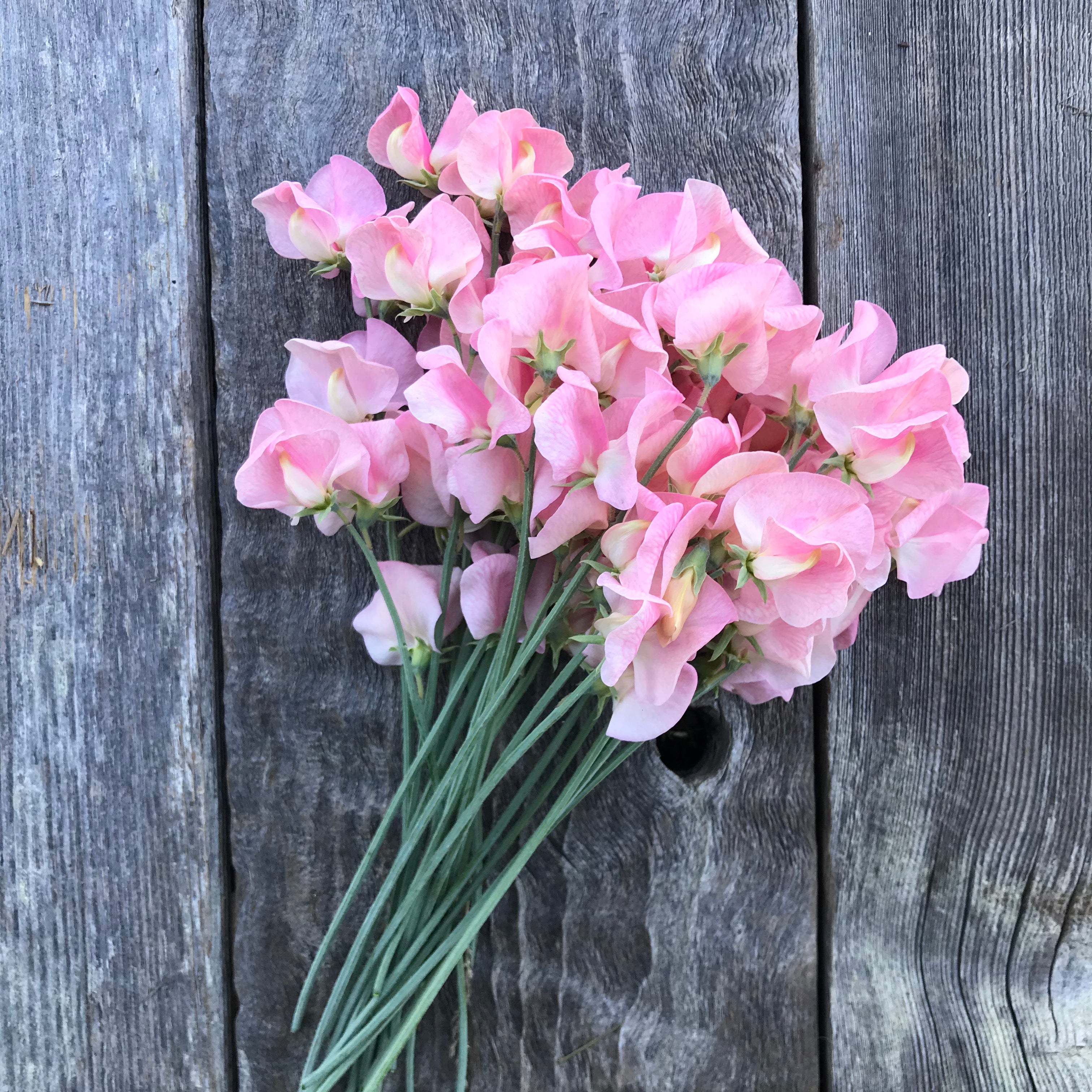 Emily Sweet Pea Flowers