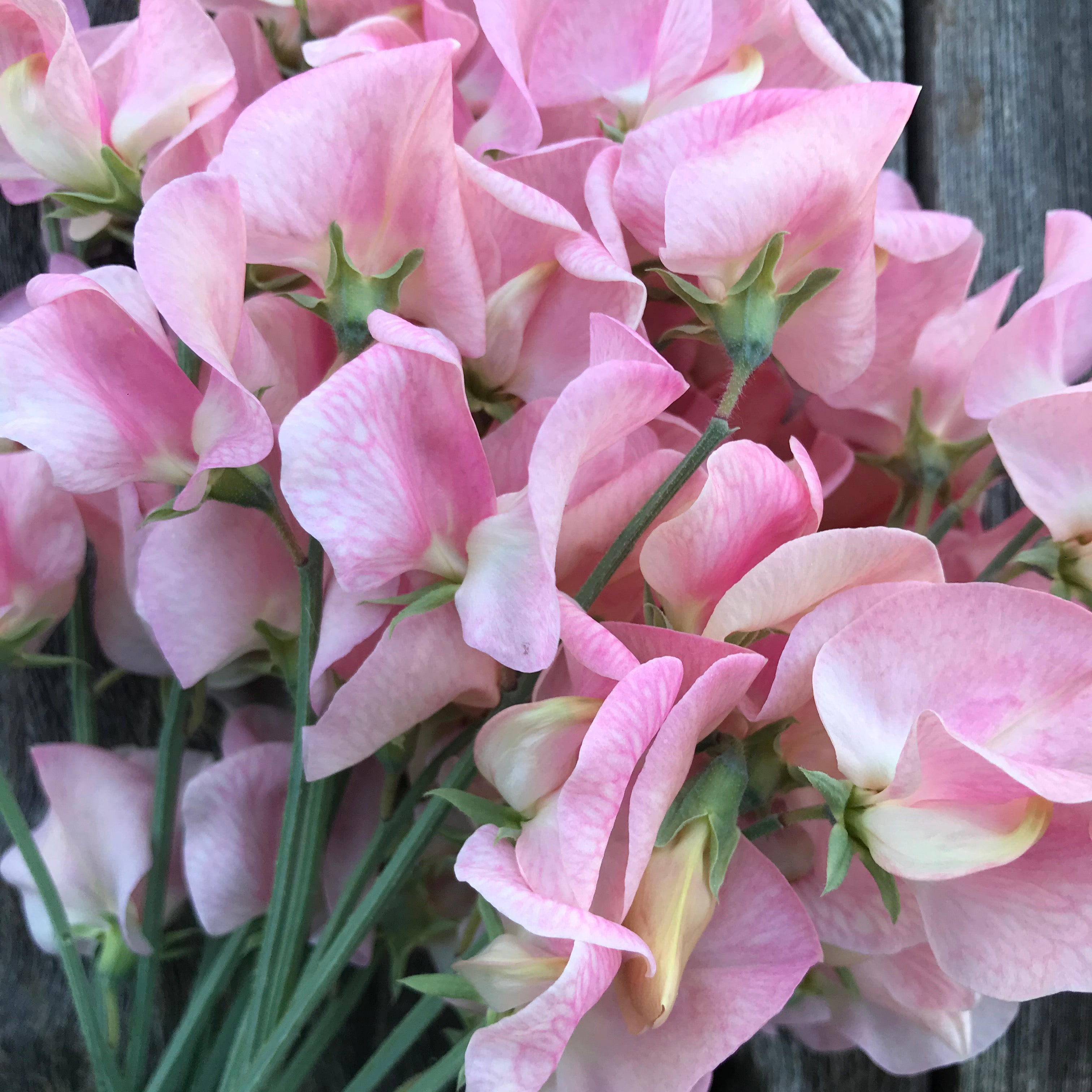 Emily Sweet Pea Flowers Close Up