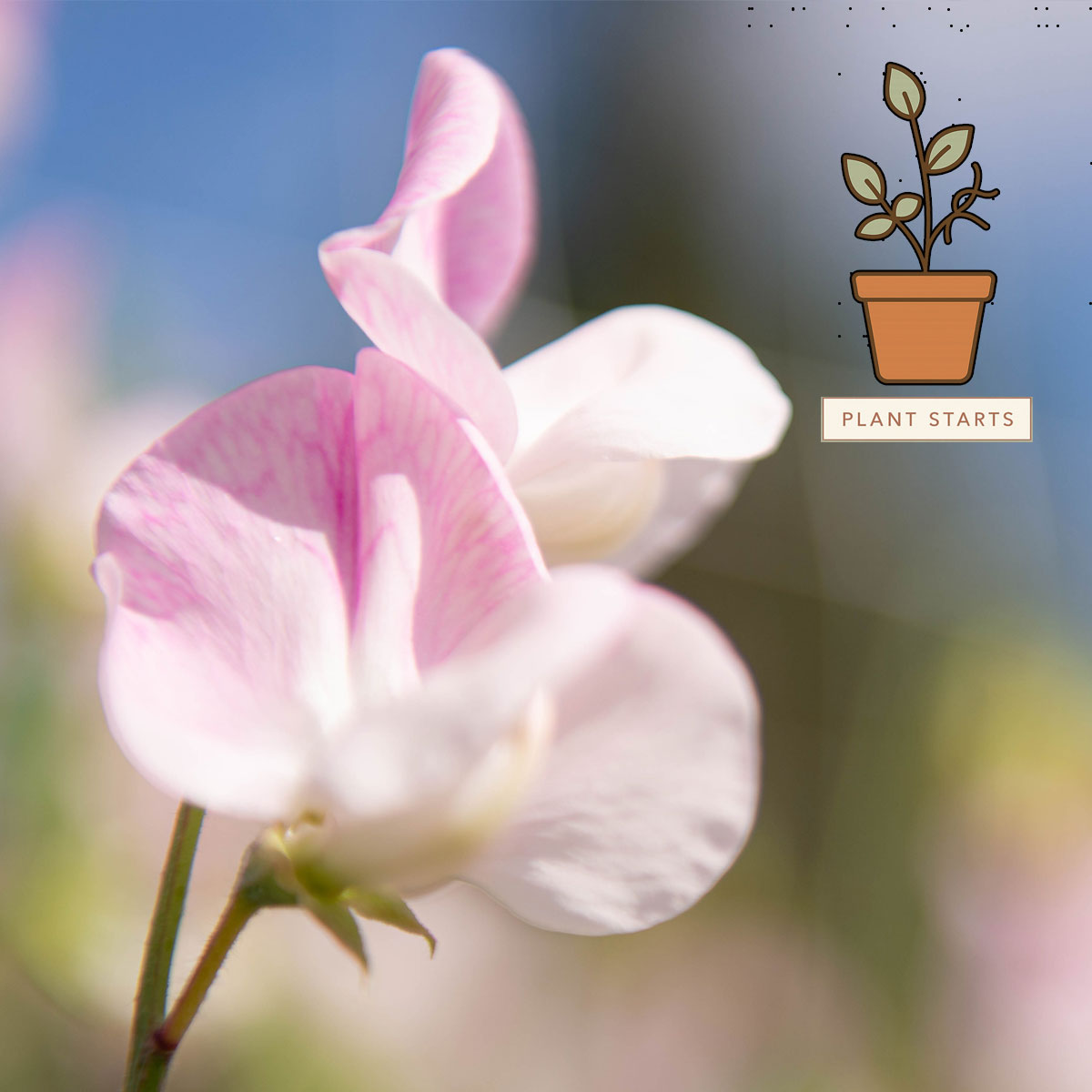 Enigma Sweet Pea Plant Starts