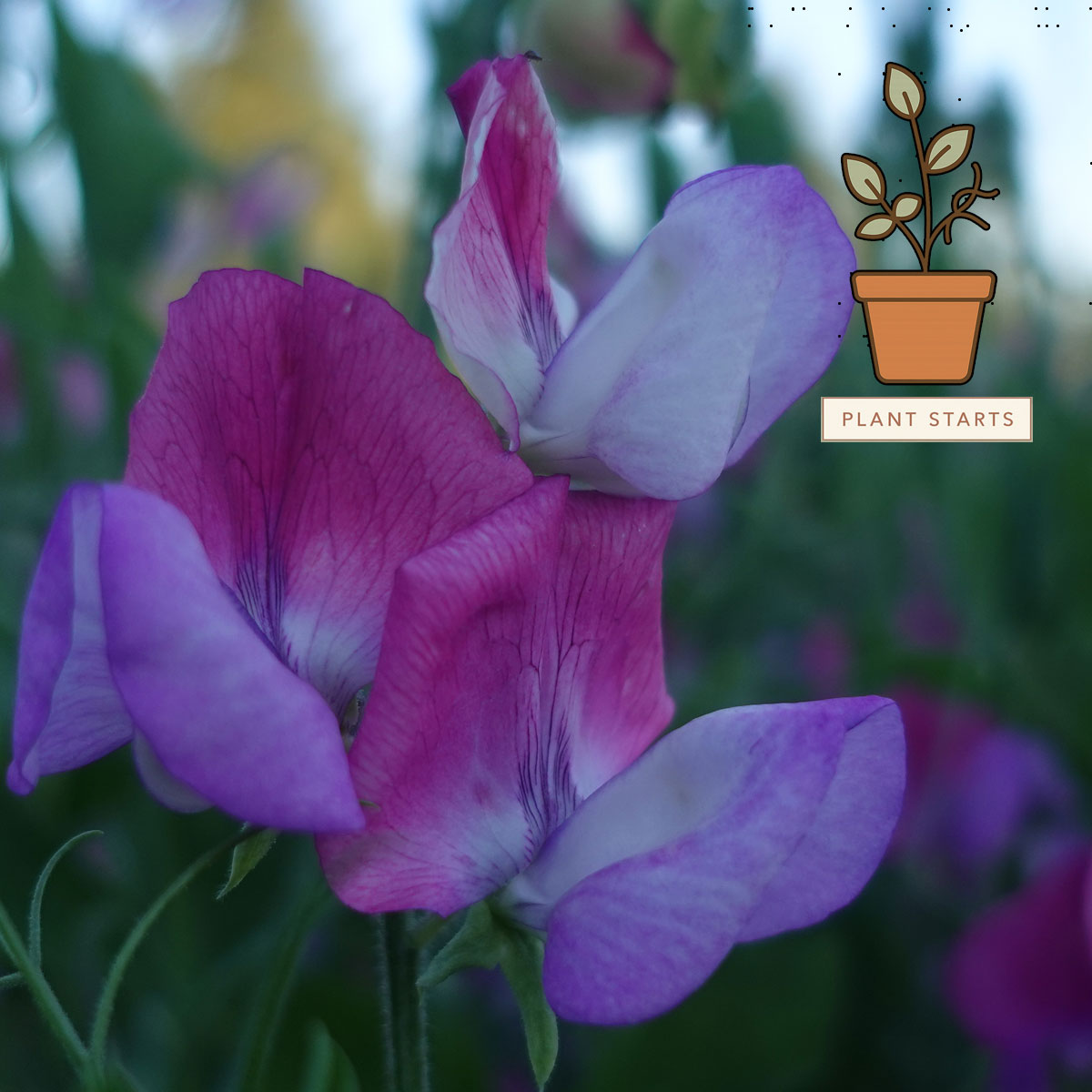 Fire and Ice Sweet Pea Plant Starts