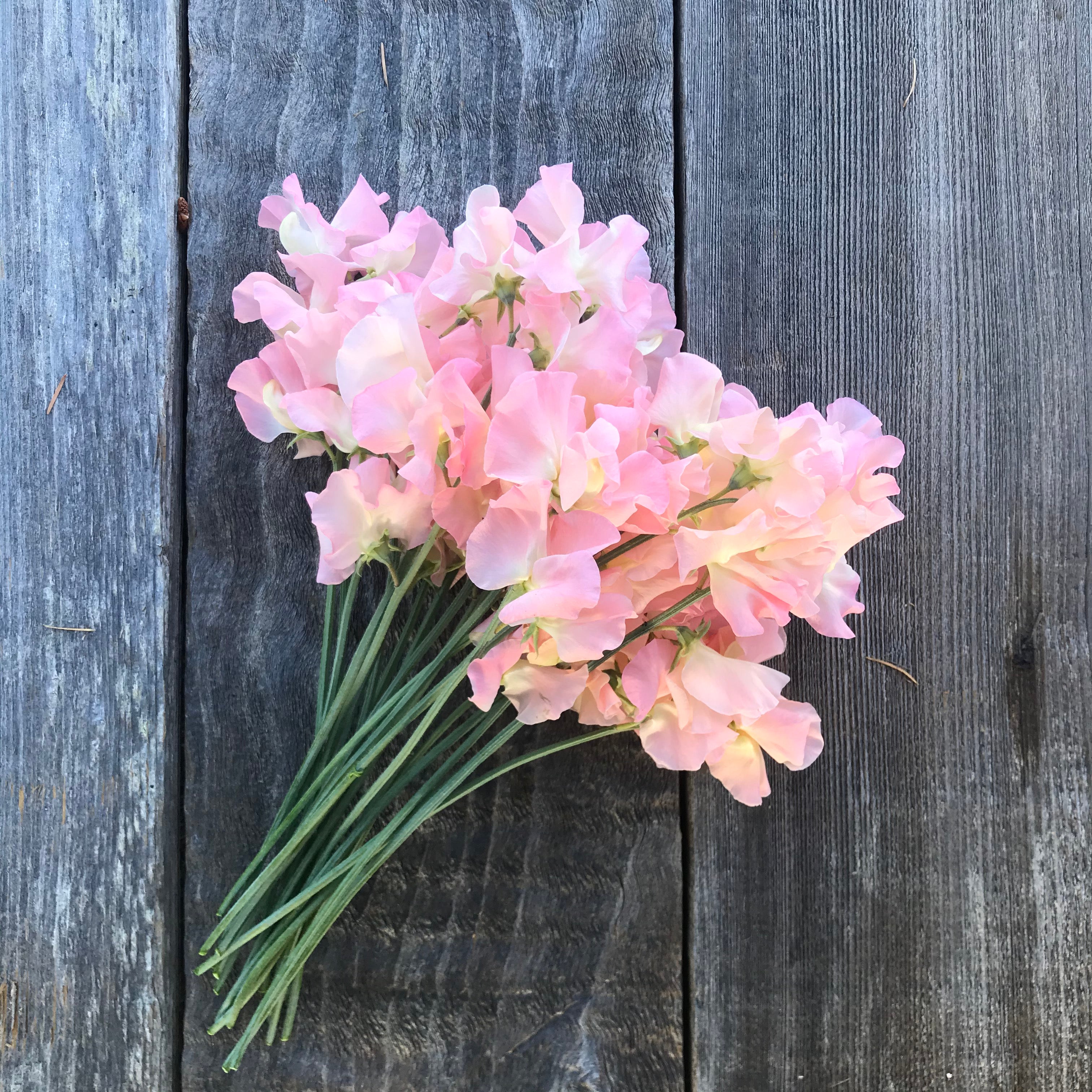 Gilly Norah Sweet Pea Flowers Bouquet - fragrant, pink, peachy