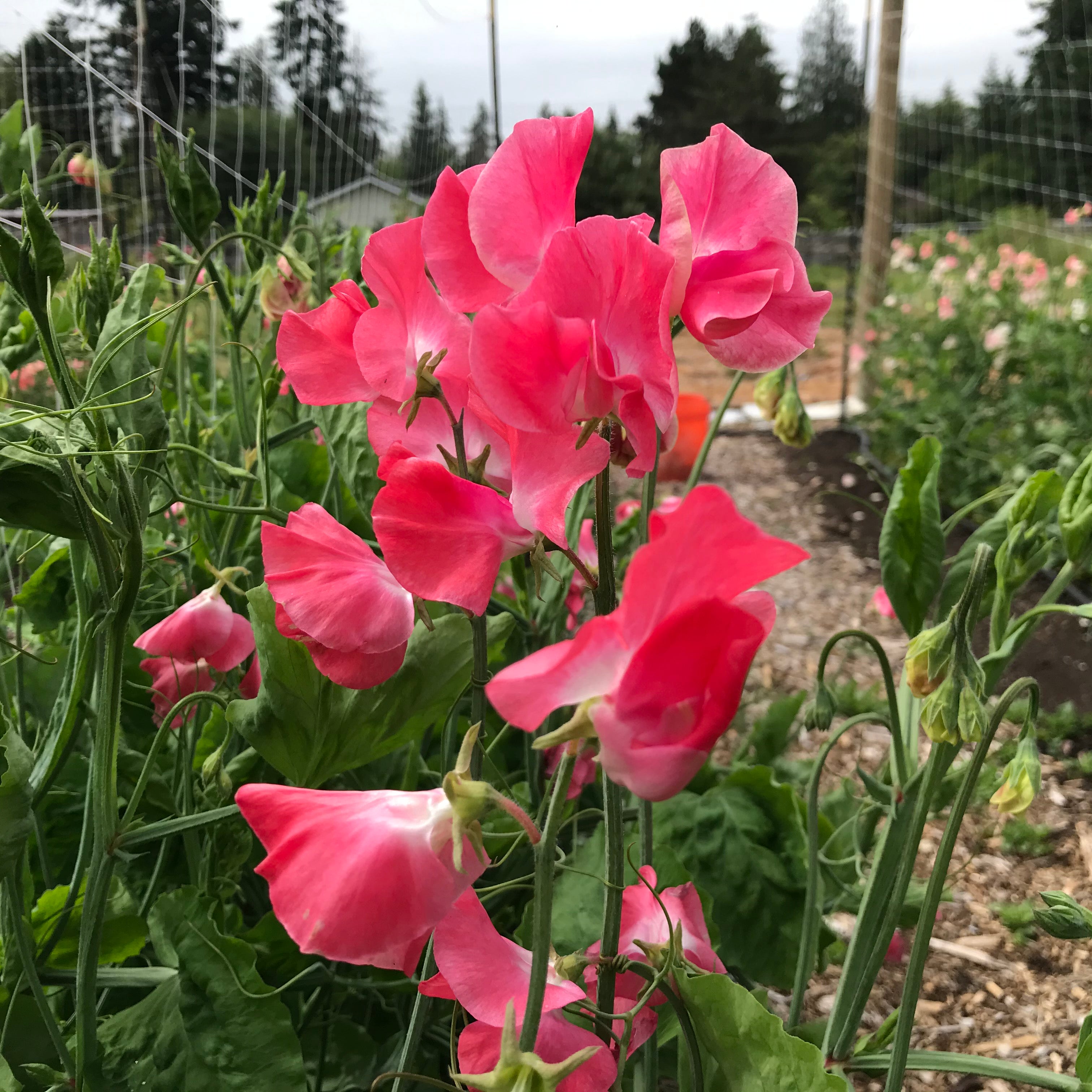 Happy Birthday Sweet Pea Flowers growing in the garden