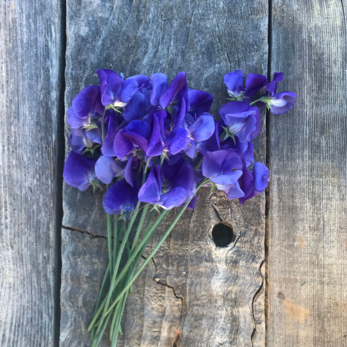 2026–2027 Sweet Pea Seed Collection | Rare & Heirloom Sweet Peas