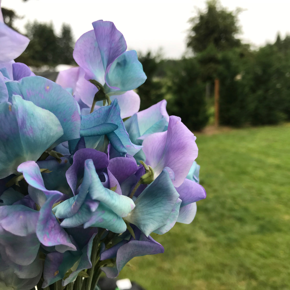 Sweet Pea 'Turquoise Lagoon' | Color-Shifting Shifter Sweet Pea