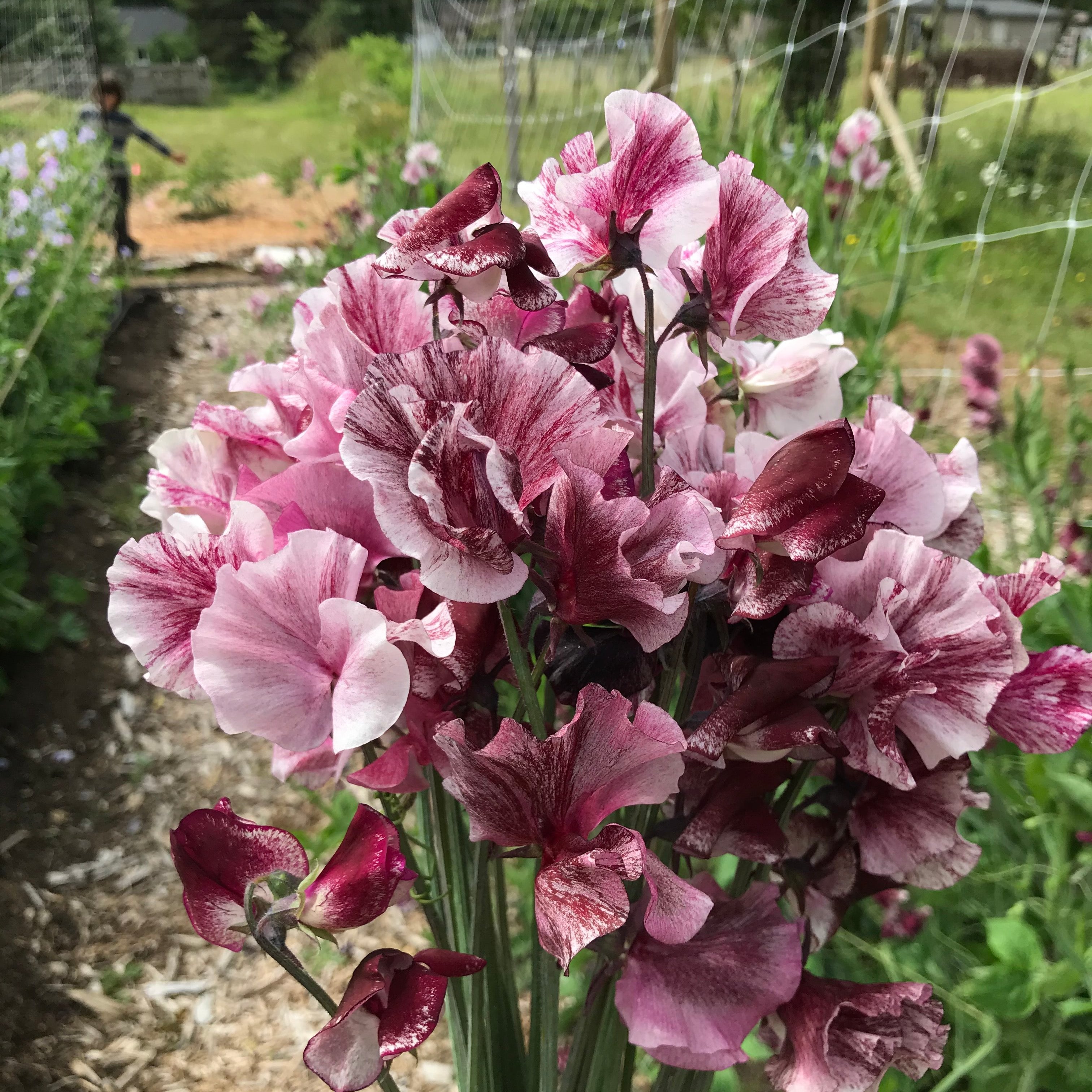 Chocolate Flake Sweet Pea Flowers