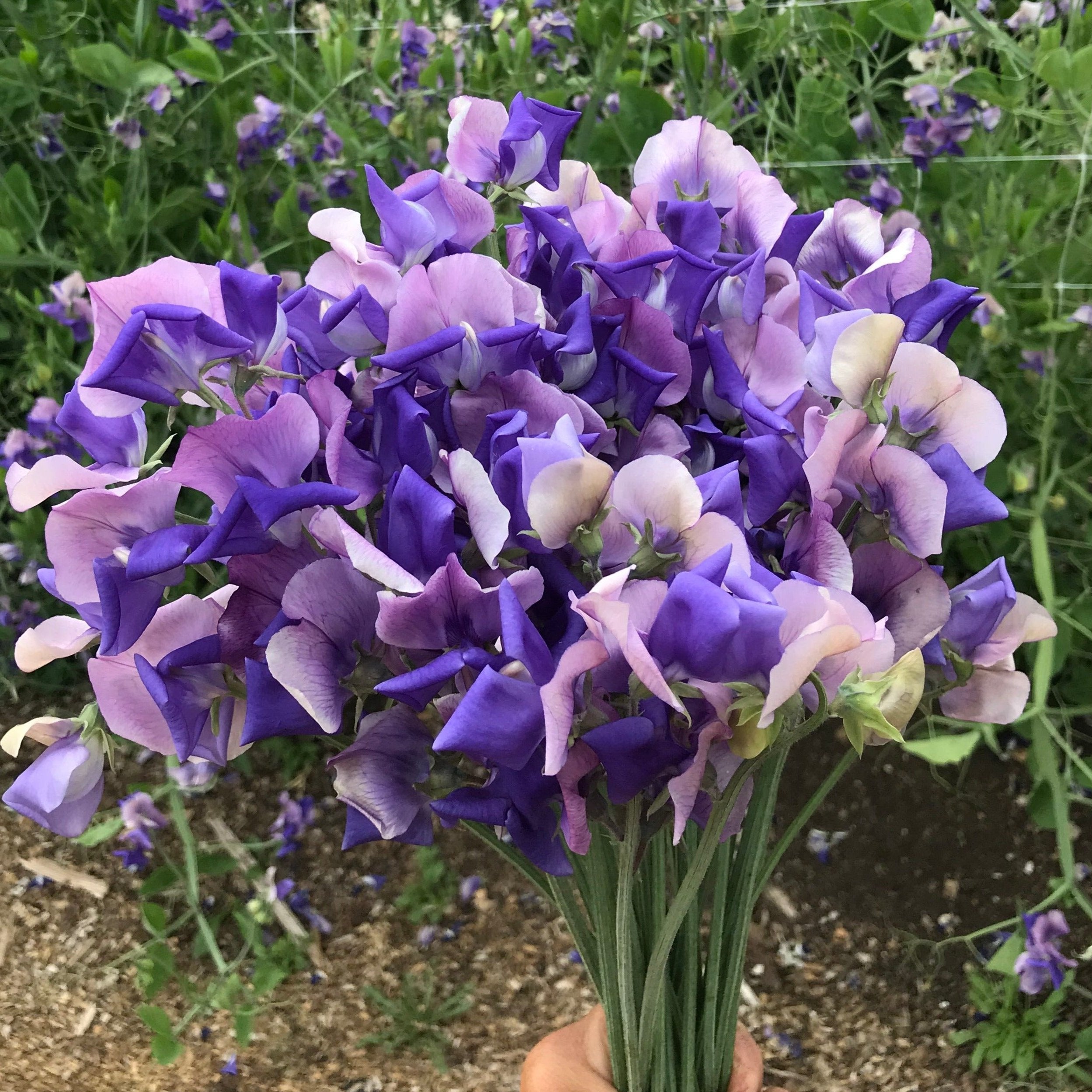 Erewhon Sweet Pea Flower Bouquet