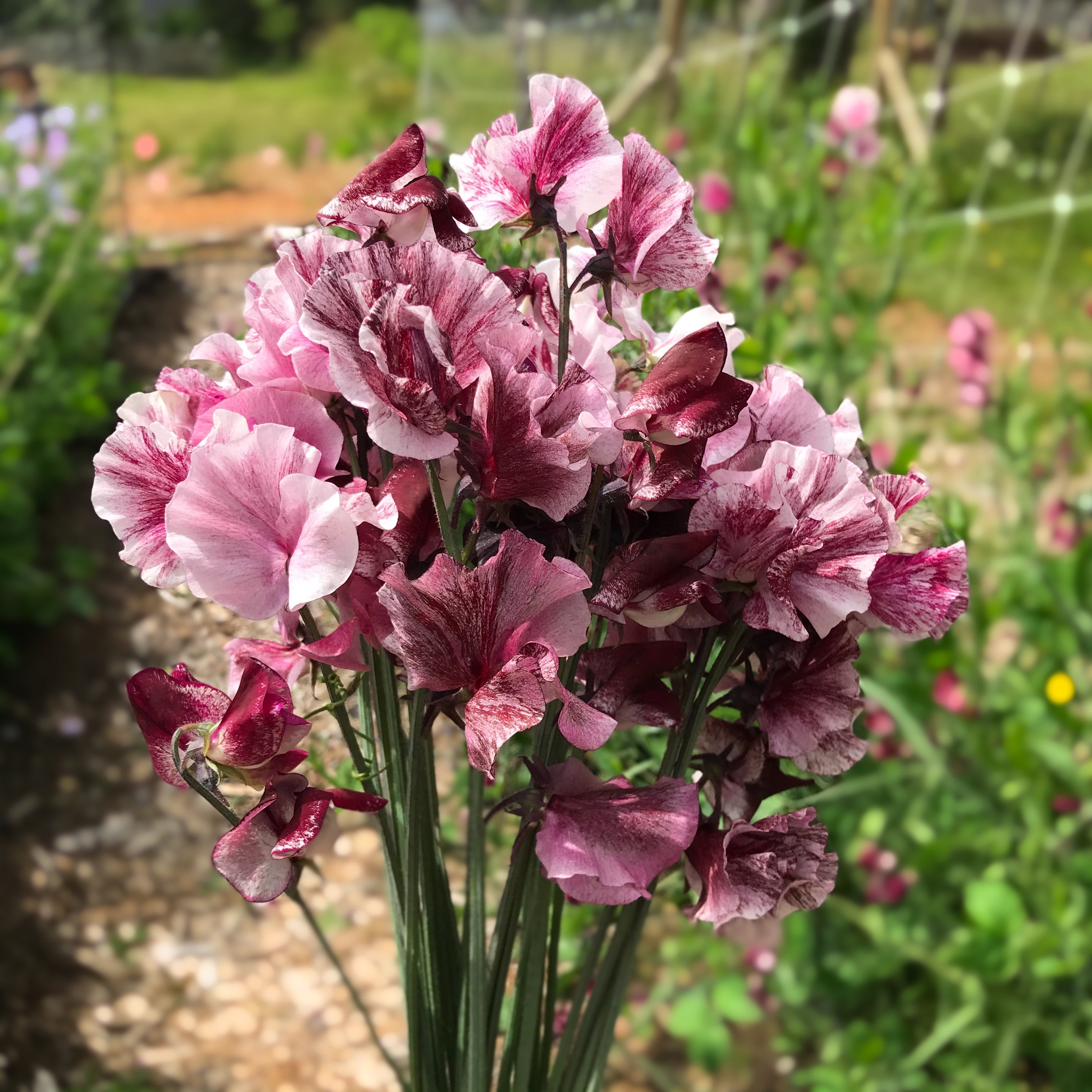 Chocolate Flake Sweet Pea Flowers