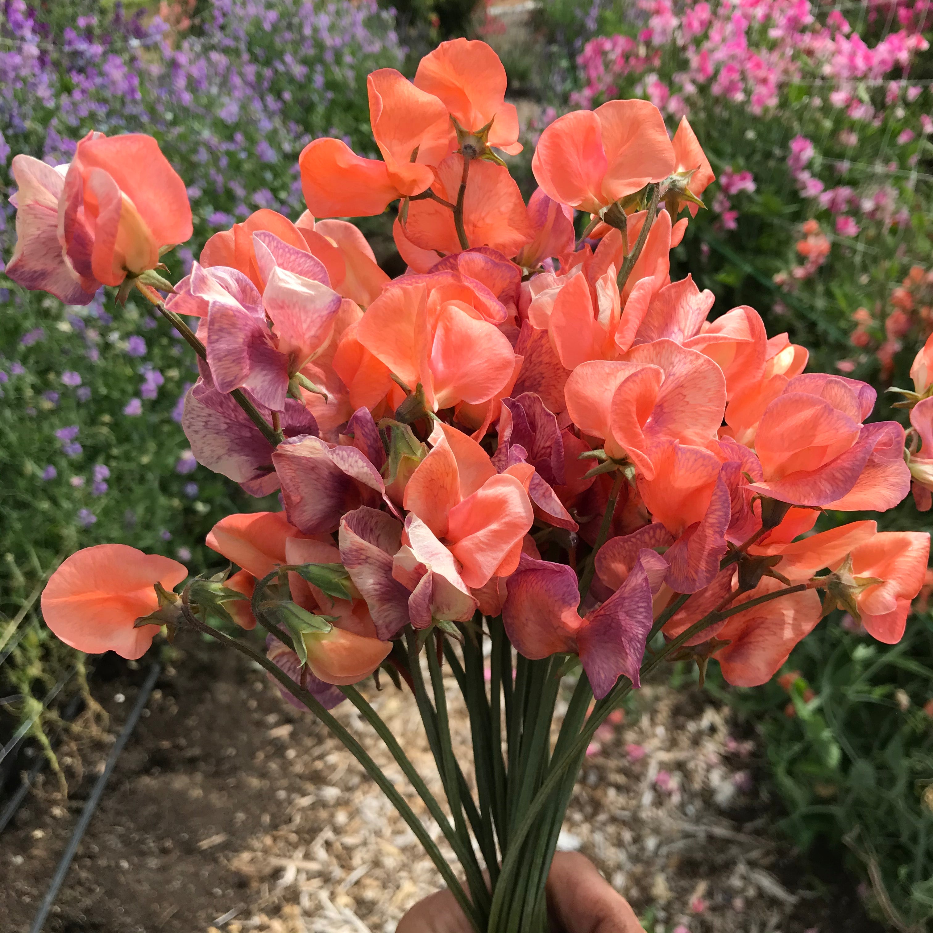 Blue Vein Sweet Pea Flowers