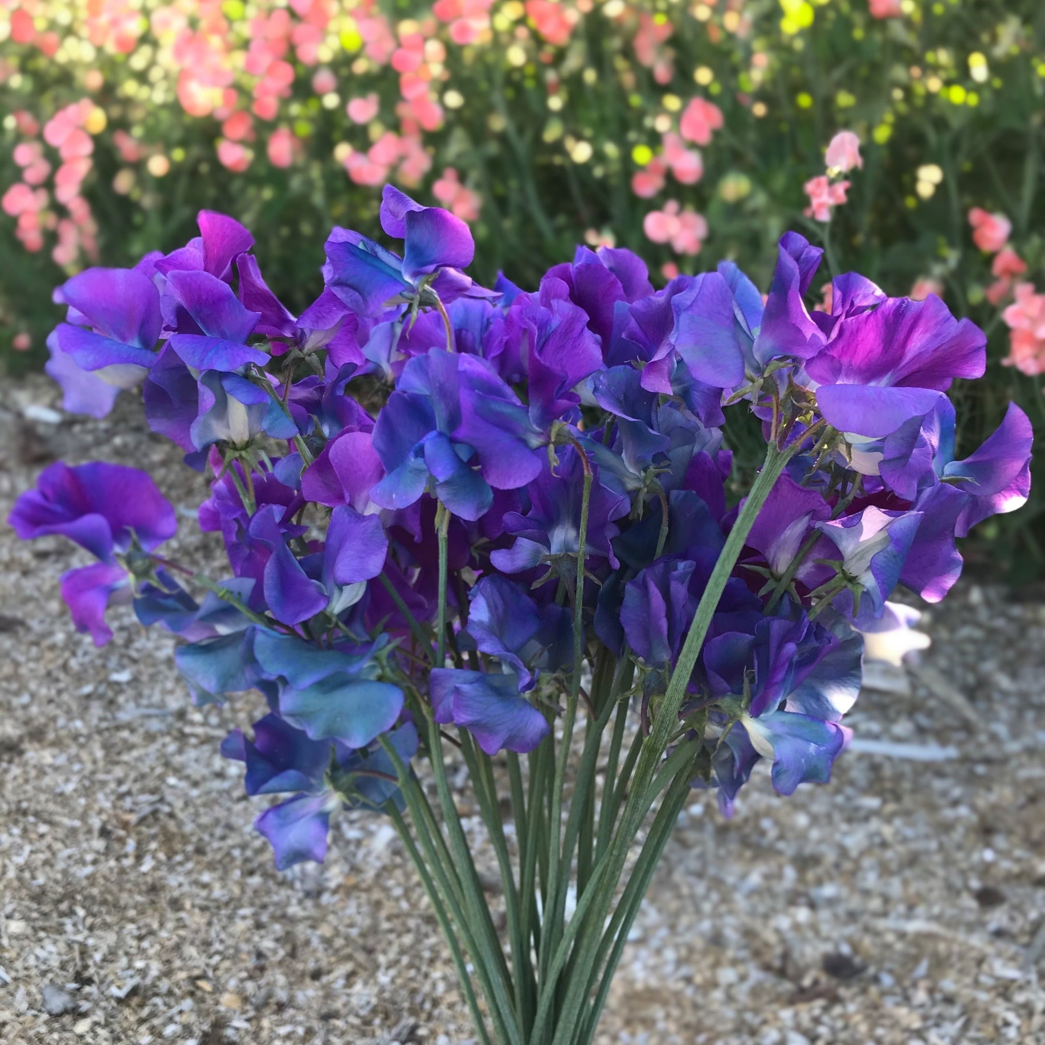 Sweet Pea Blue Shift Seeds