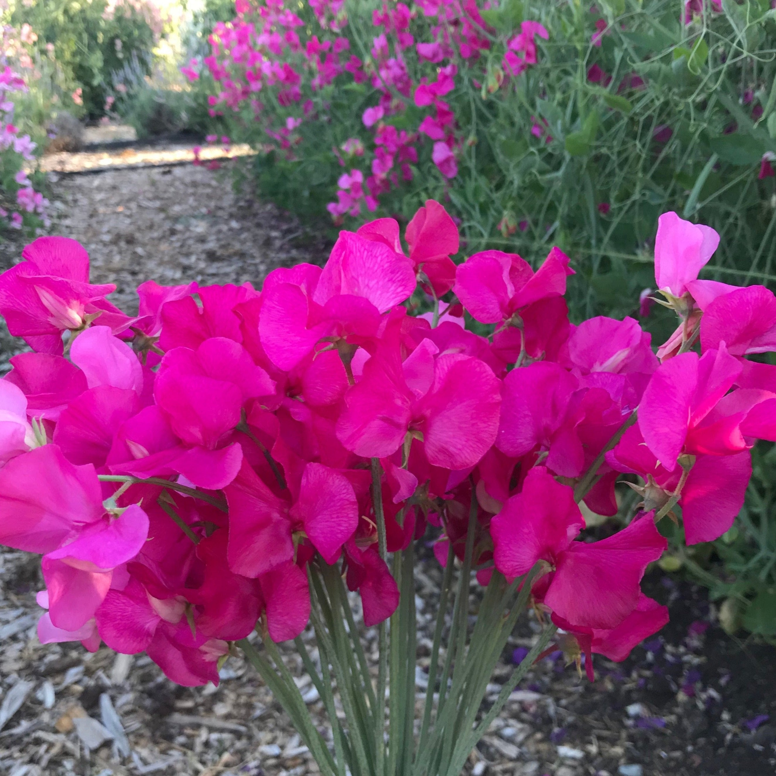 Carlotta Sweet Pea Flowers